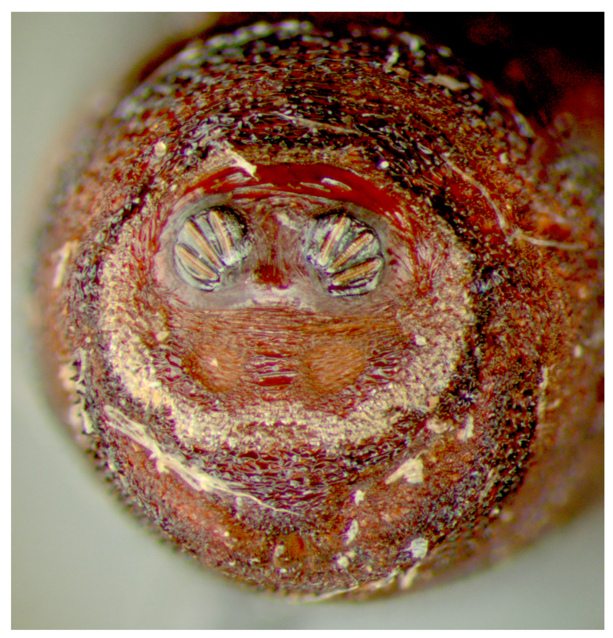 Insects 16 00088 g009