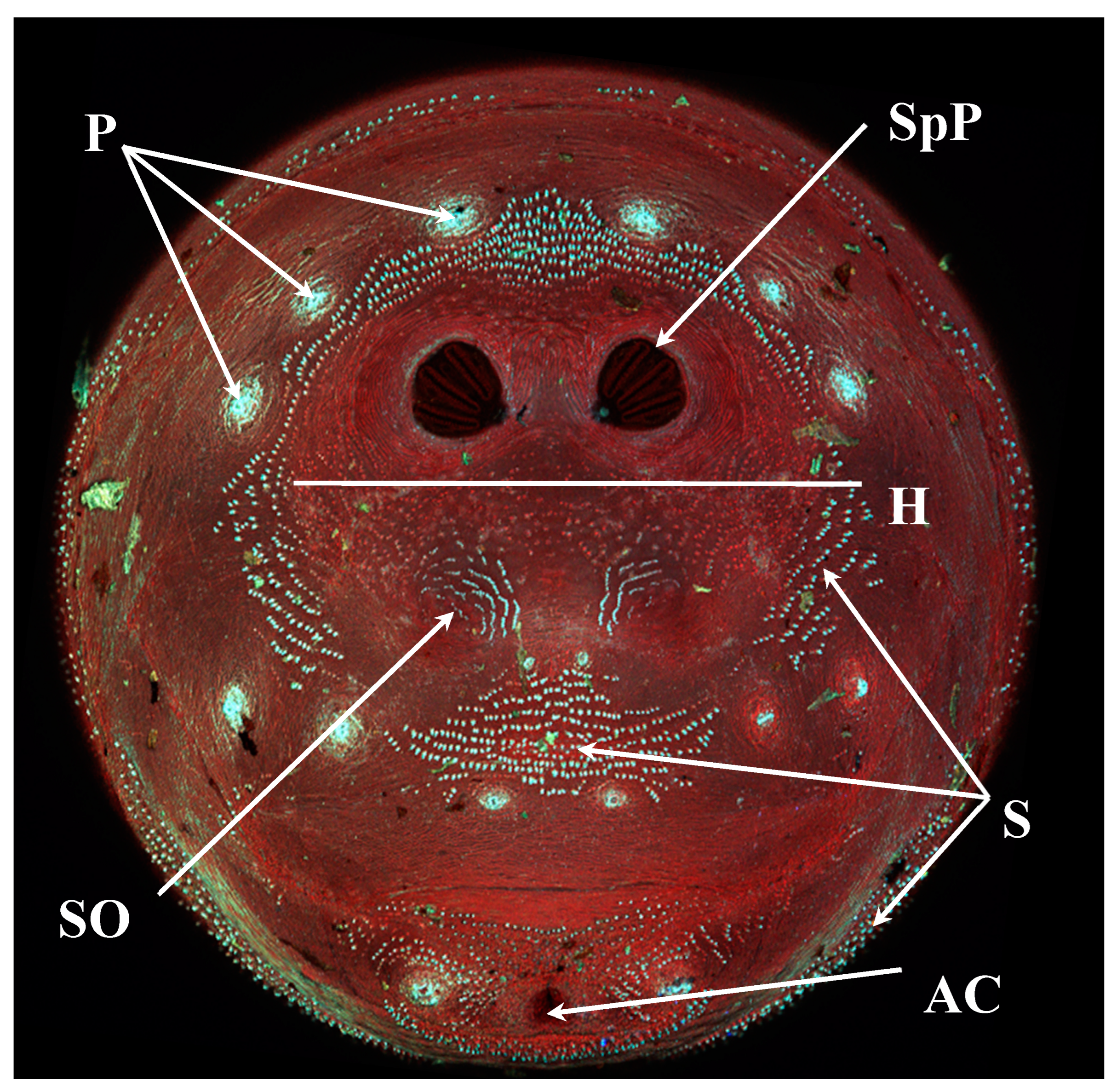 Insects 16 00088 g013