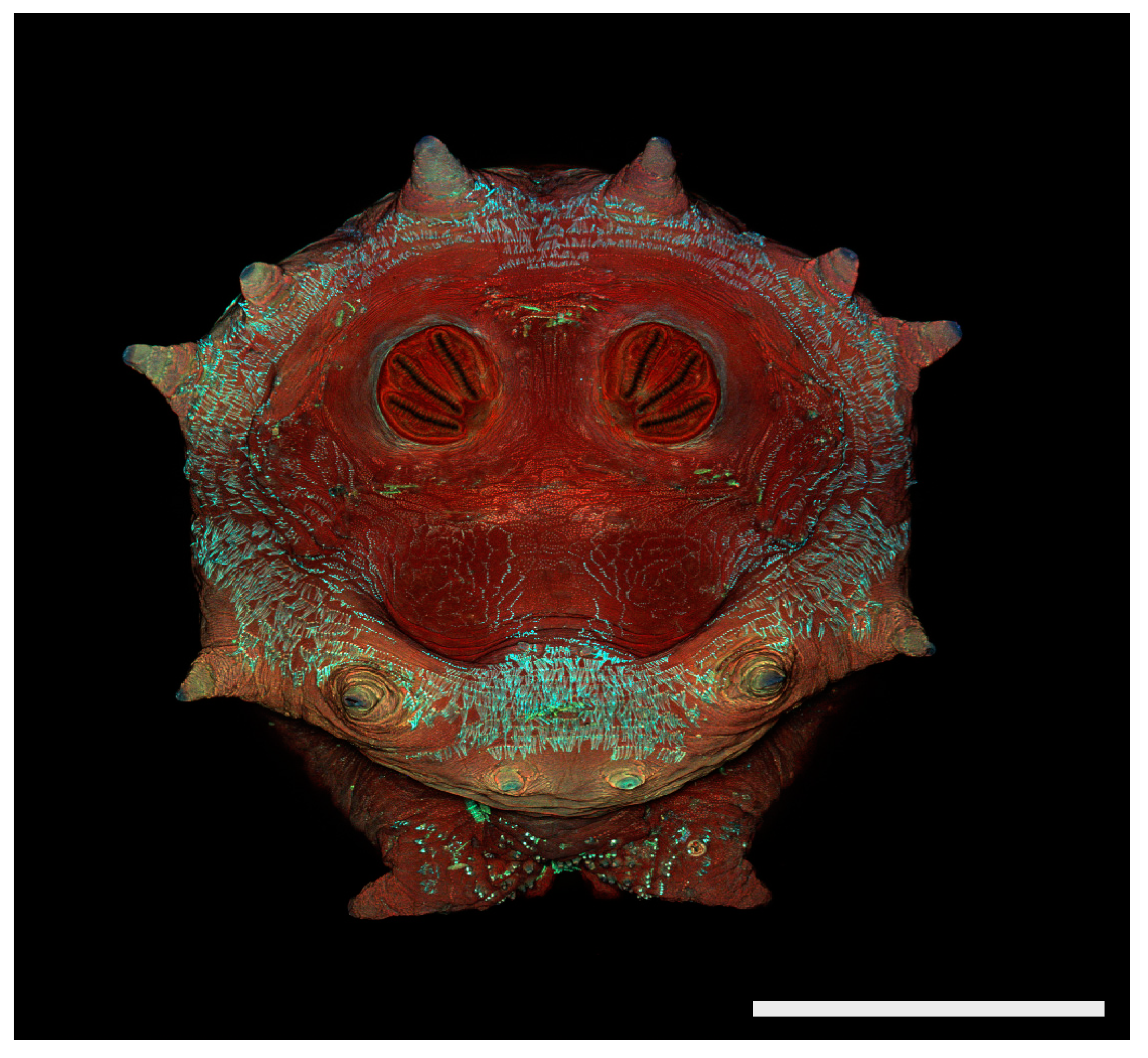 Insects 16 00088 g019