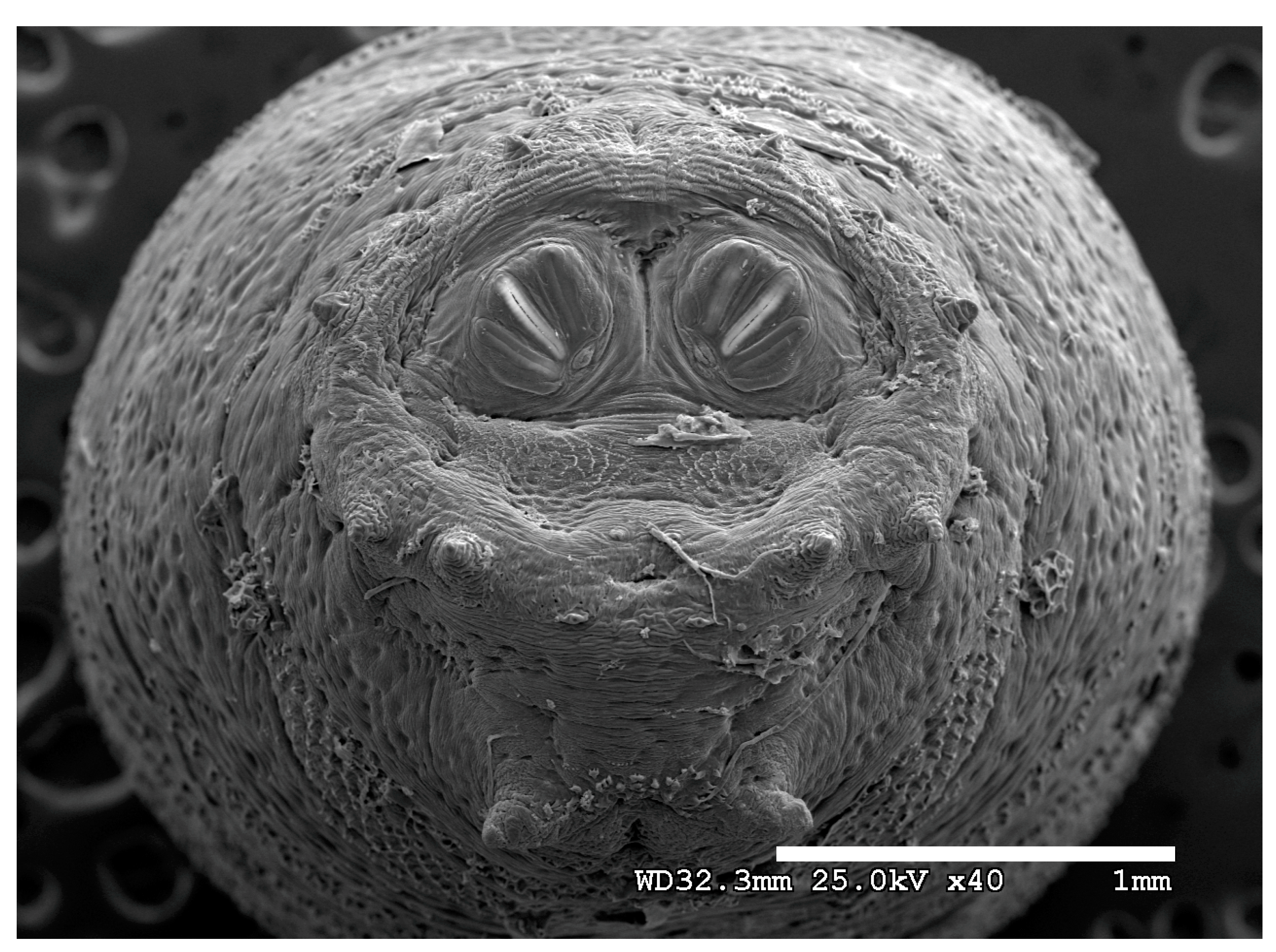 Insects 16 00088 g020