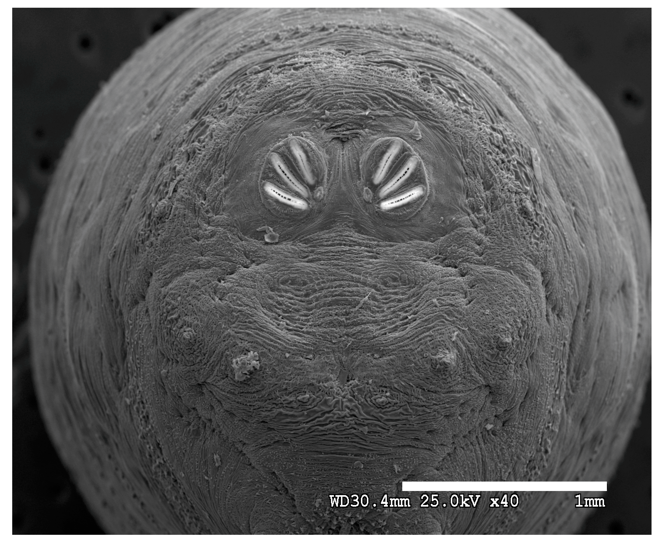 Insects 16 00088 g022