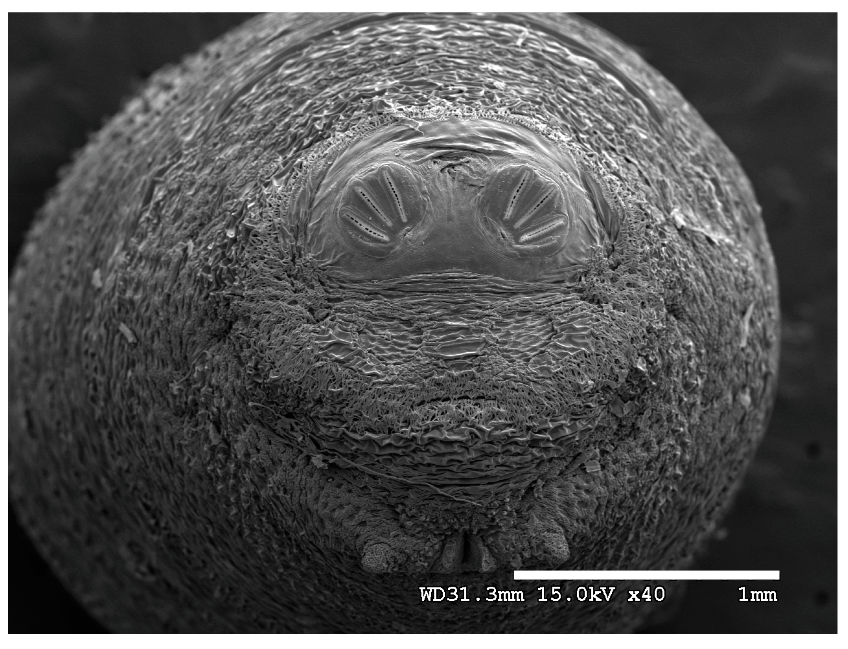 Insects 16 00088 g024