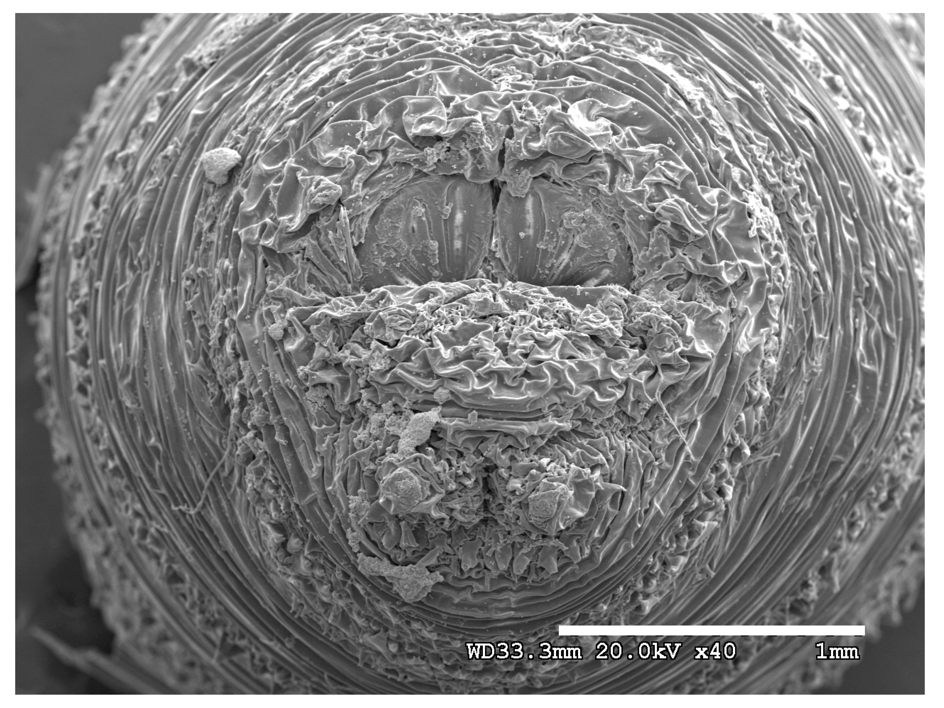 Insects 16 00088 g026