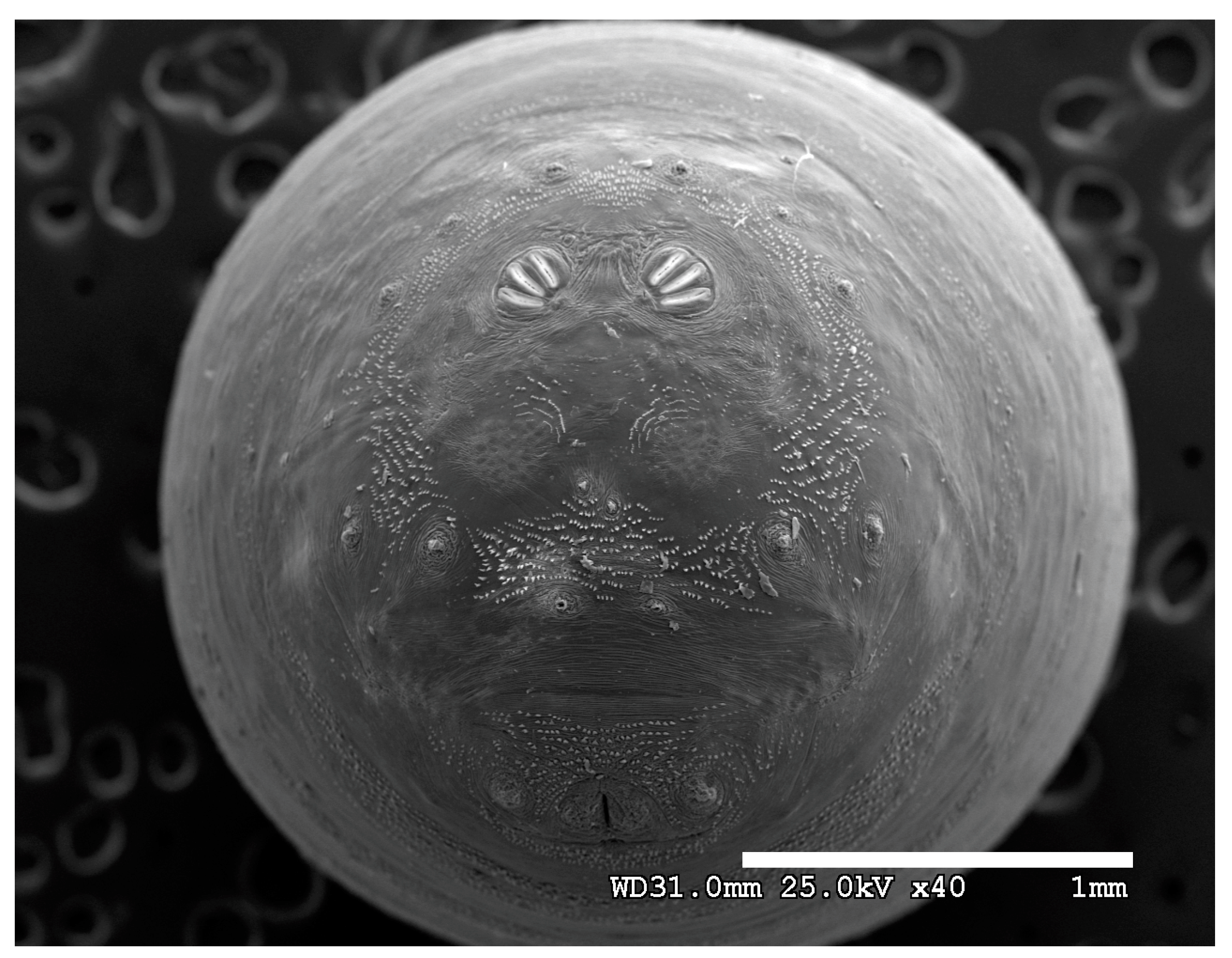 Insects 16 00088 g028