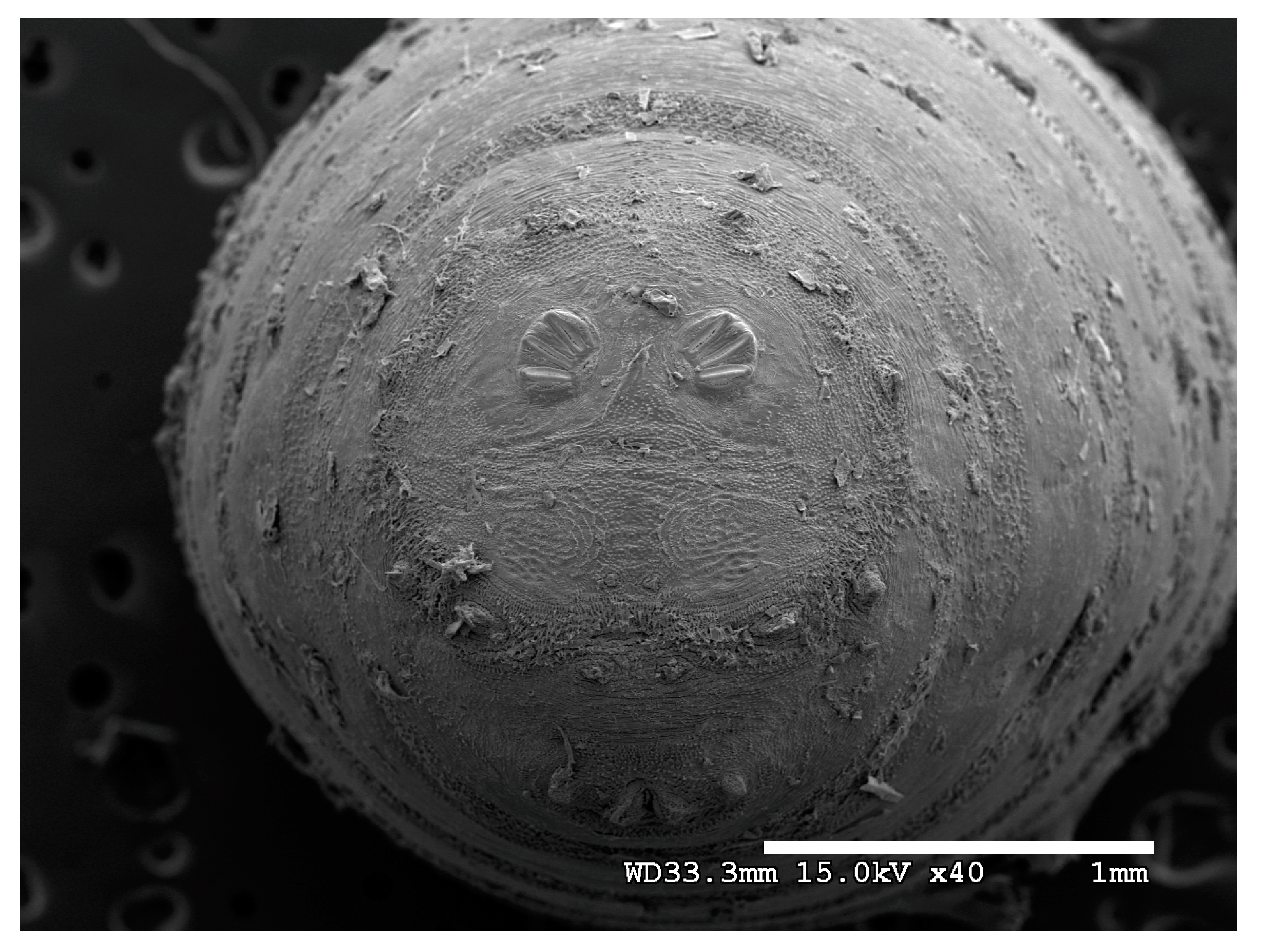 Insects 16 00088 g030