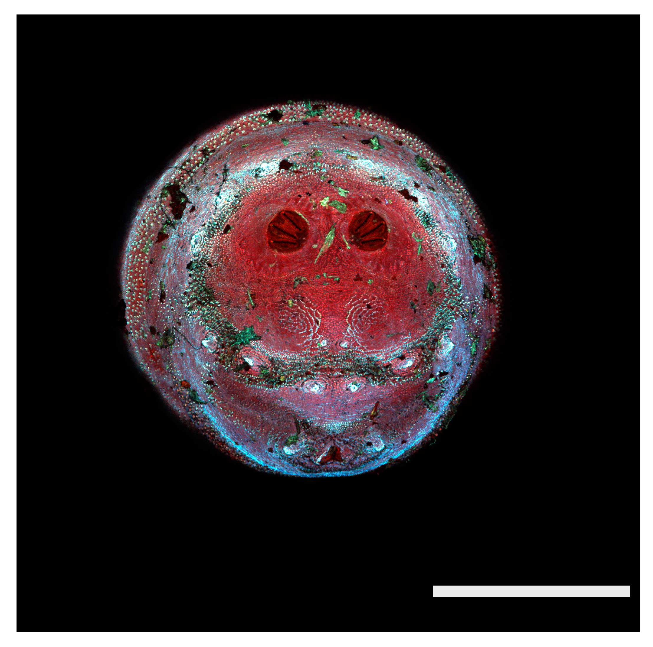 Insects 16 00088 g031