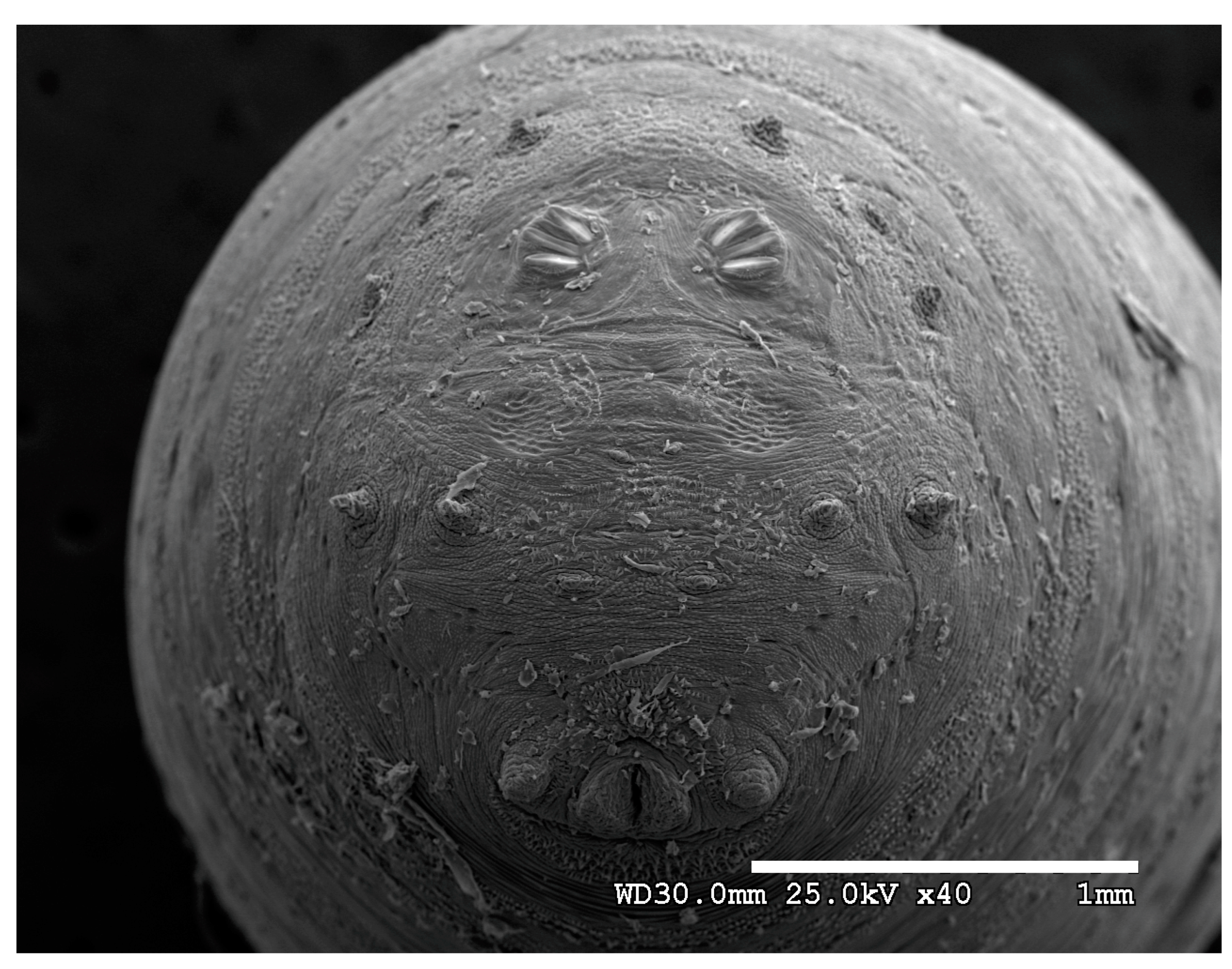 Insects 16 00088 g032