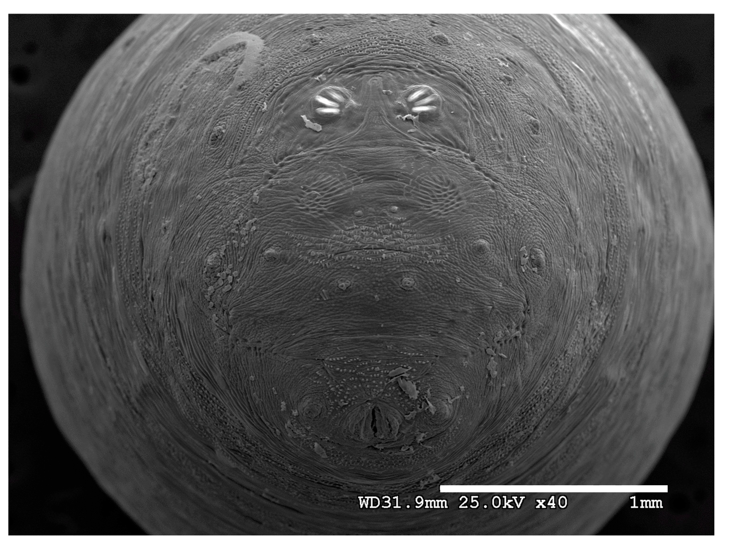 Insects 16 00088 g034