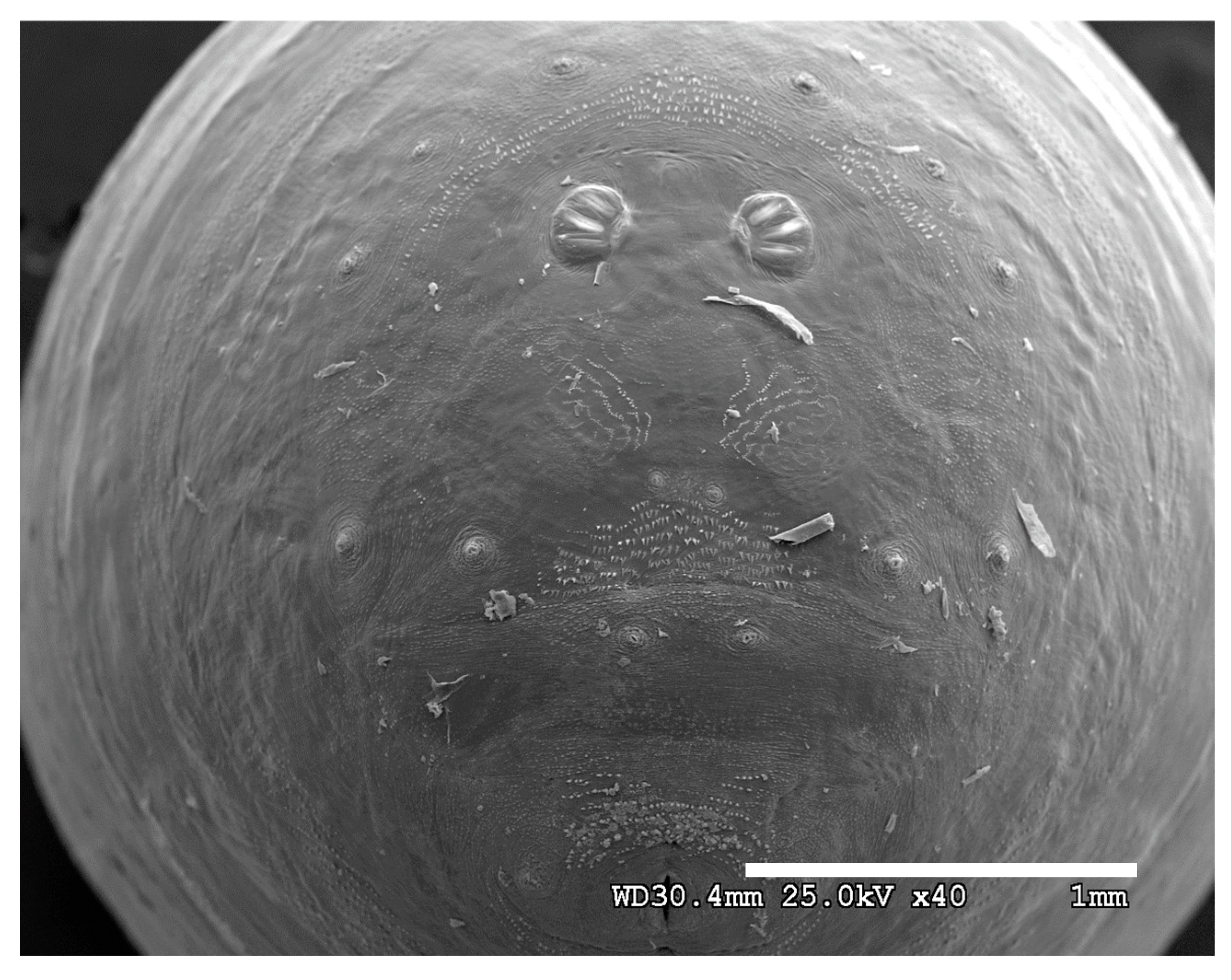 Insects 16 00088 g036