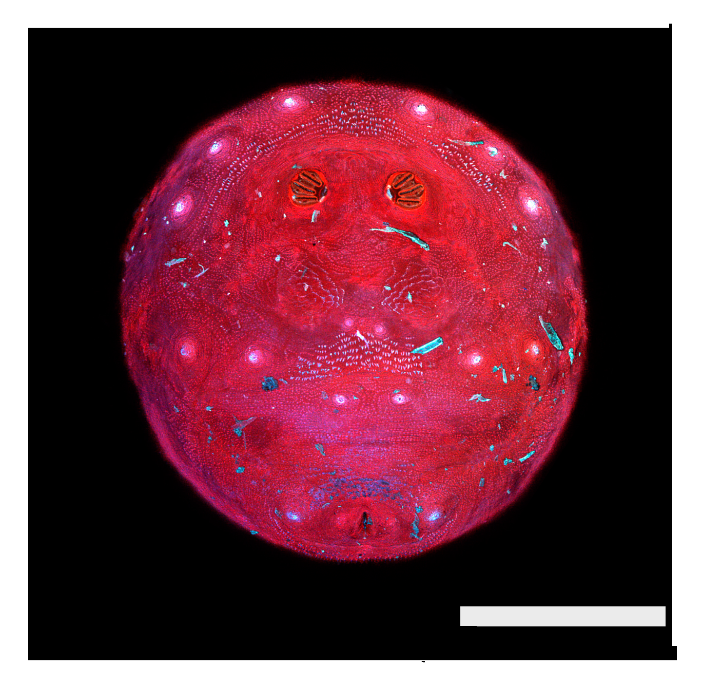 Insects 16 00088 g037