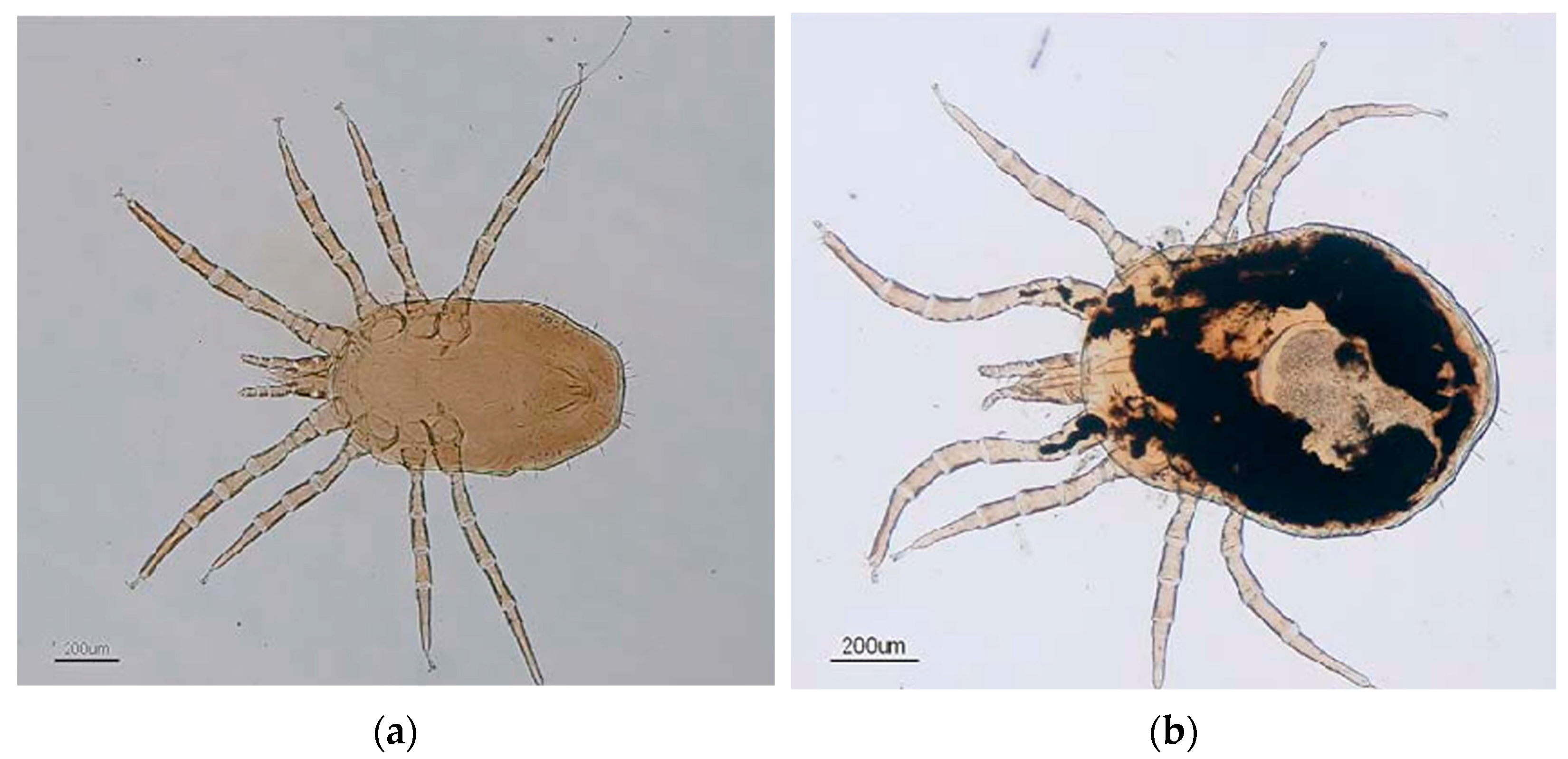 Insects 16 00089 g001