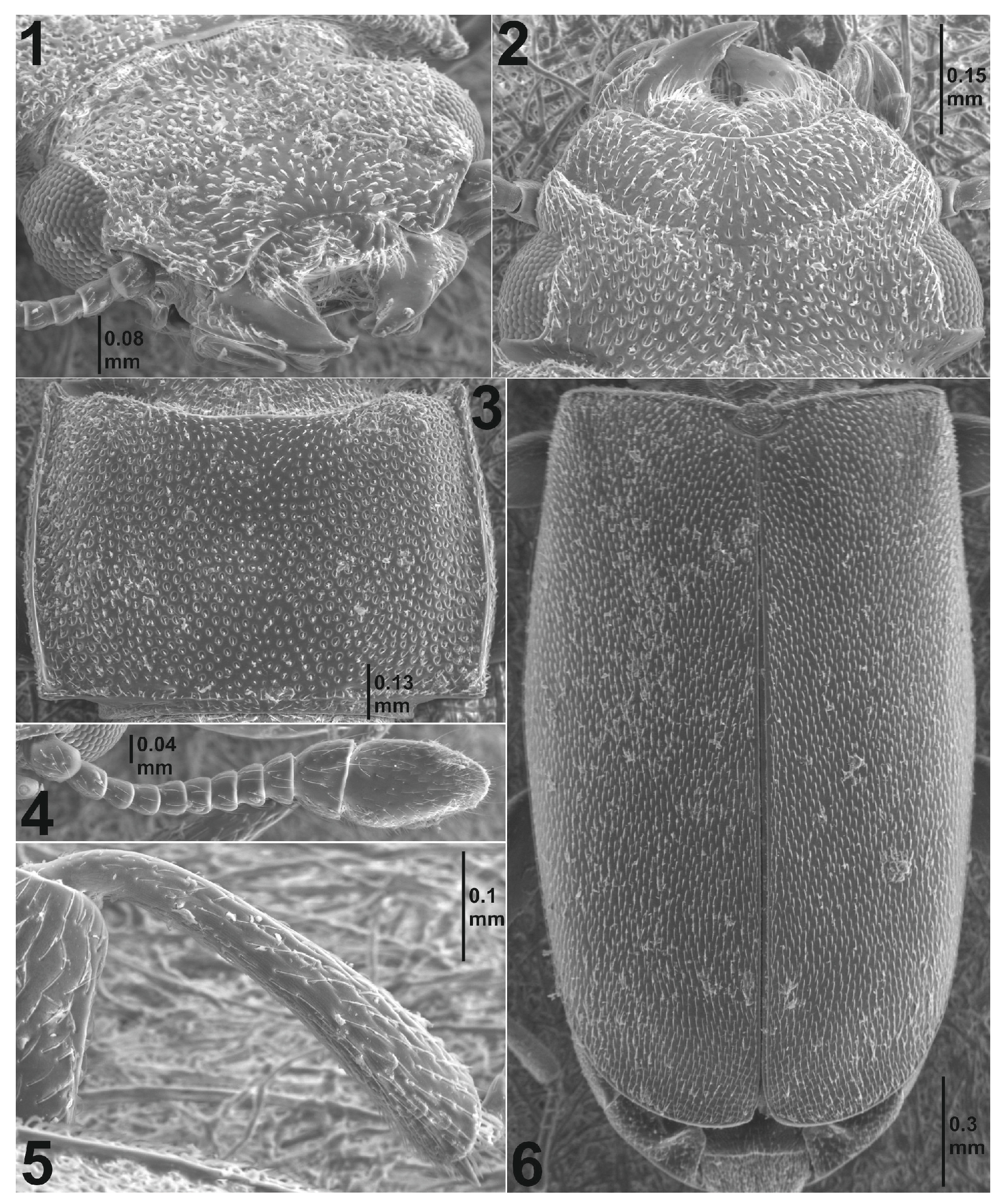 Insects 16 00091 g001