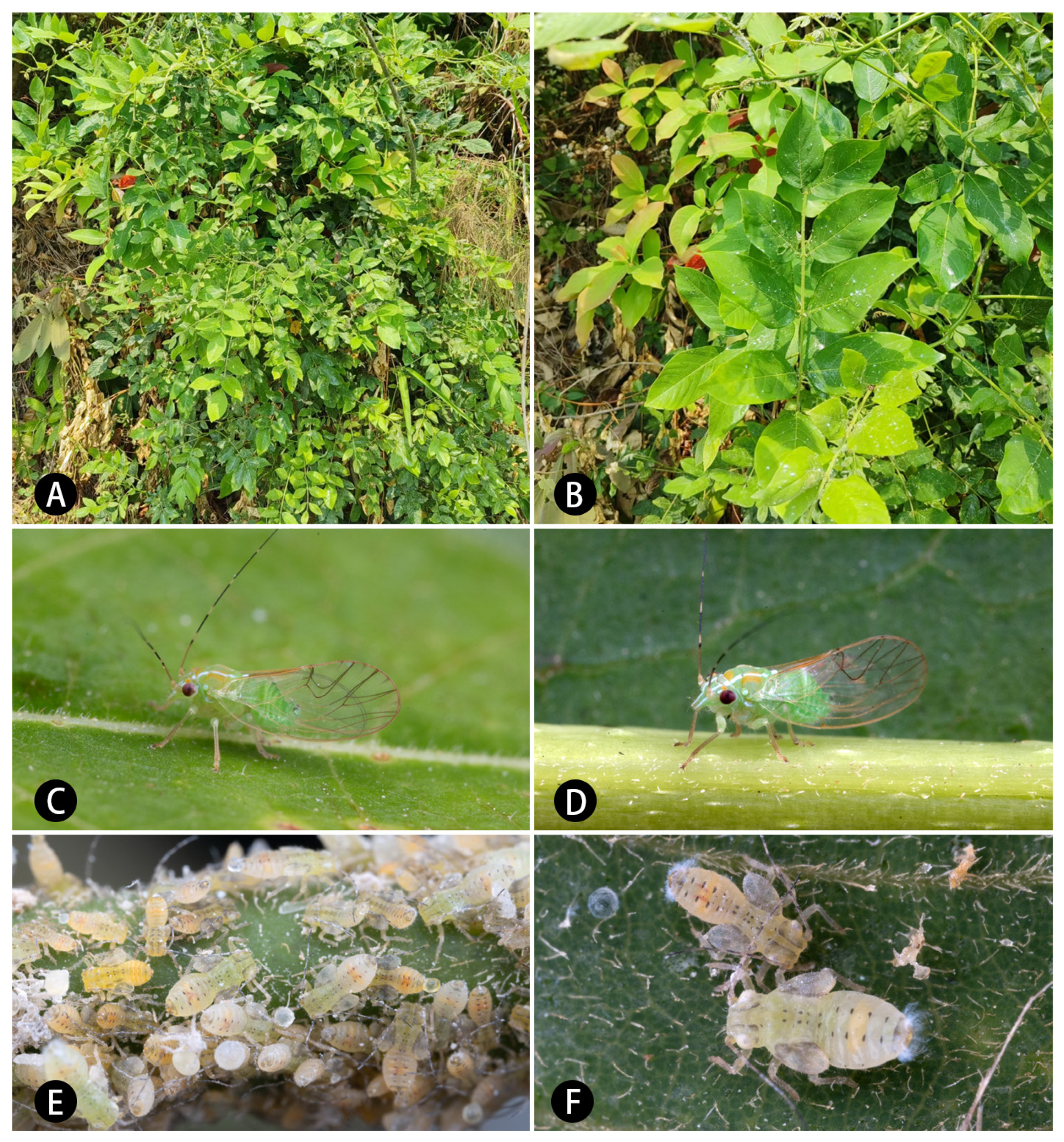 Insects 16 00099 g001