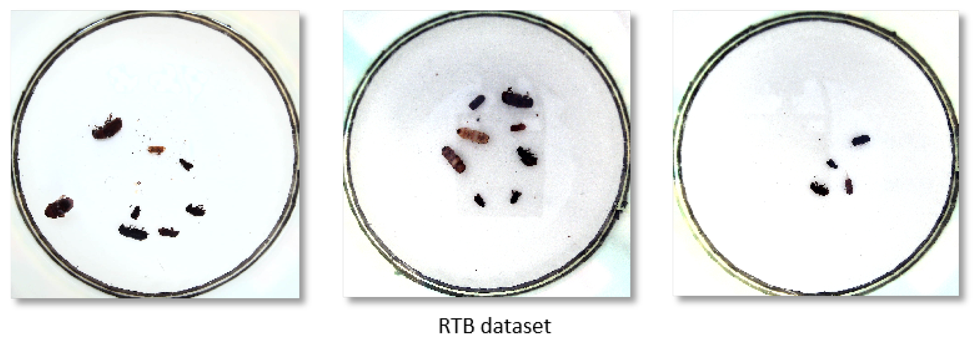 Insects 16 00102 g003