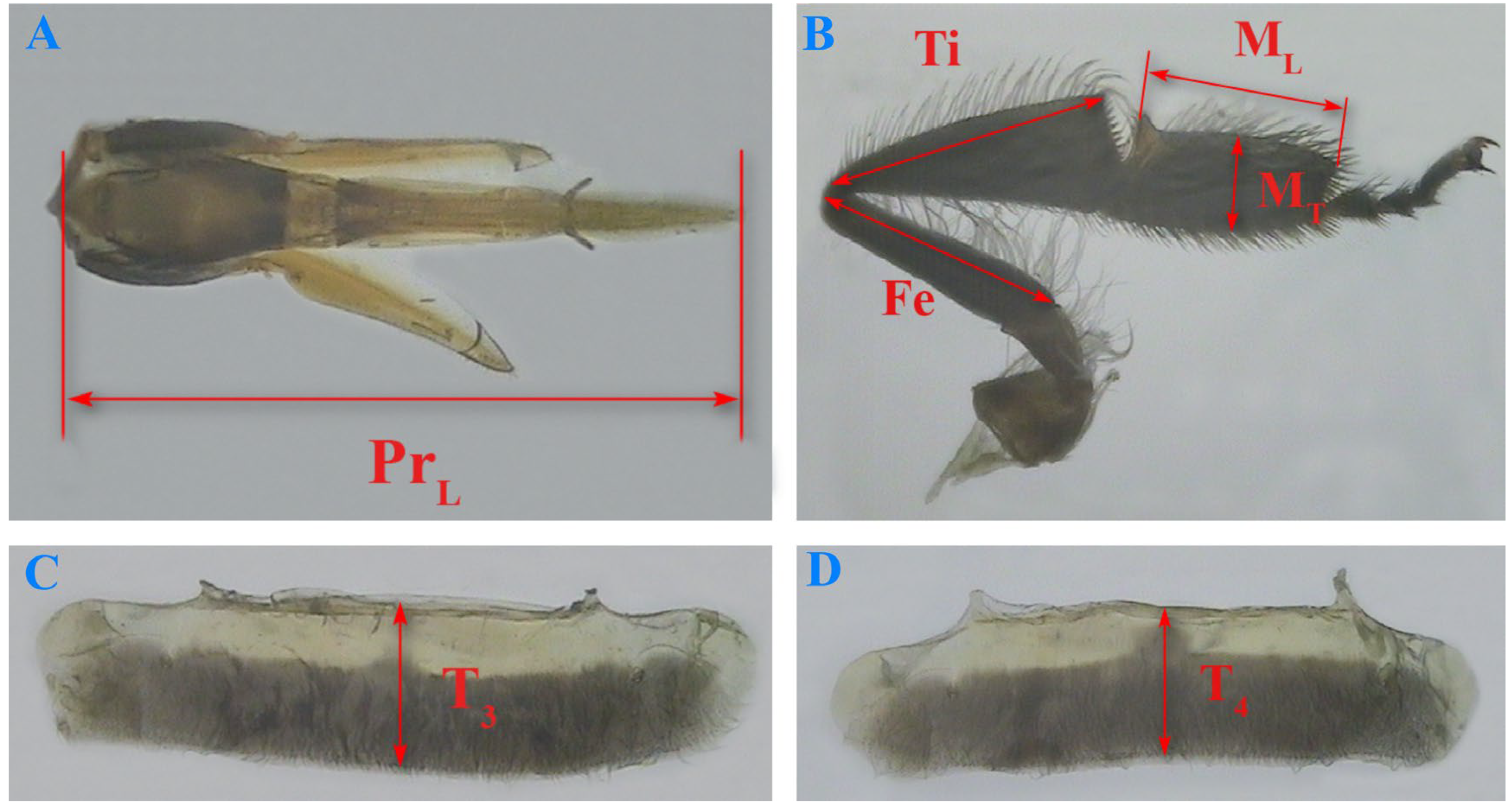 Insects 16 00104 g004