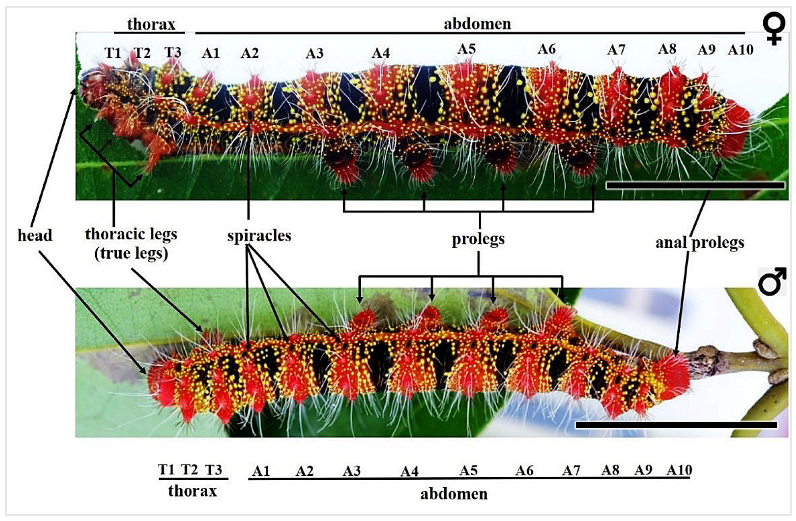 Insects 16 00105 g002 Insects 16 00105 g002