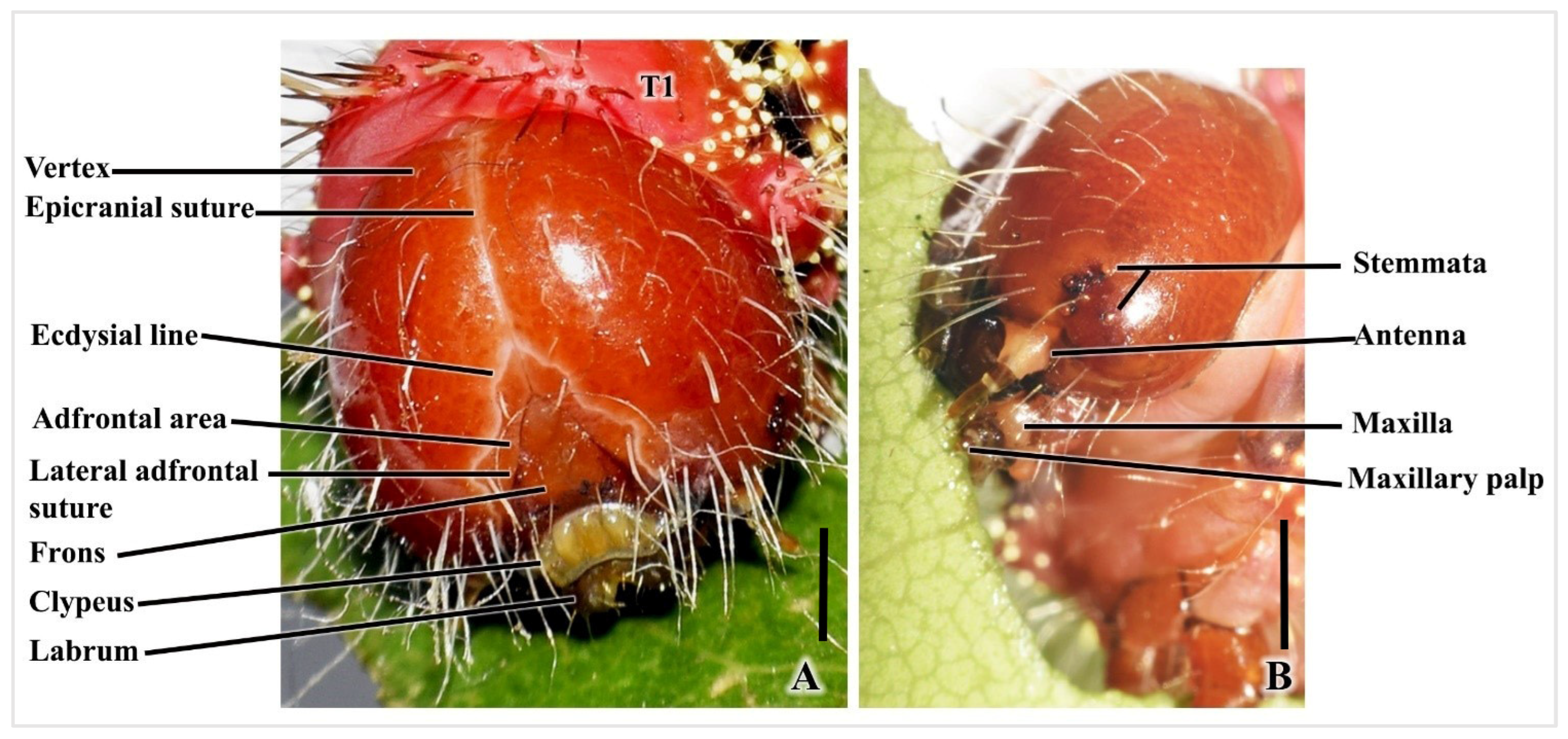 Insects 16 00105 g003 Insects 16 00105 g003