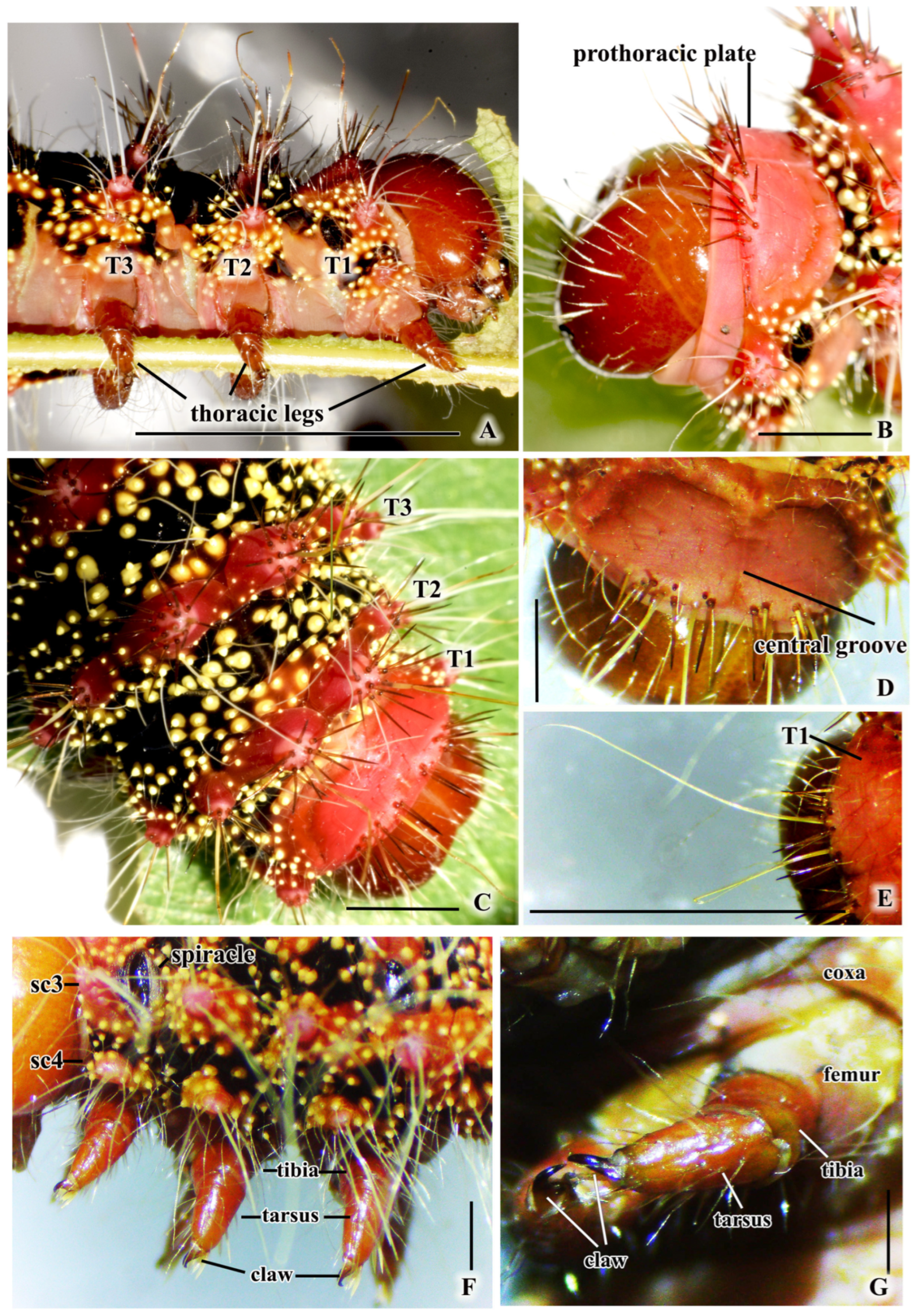 Insects 16 00105 g005 Insects 16 00105 g005