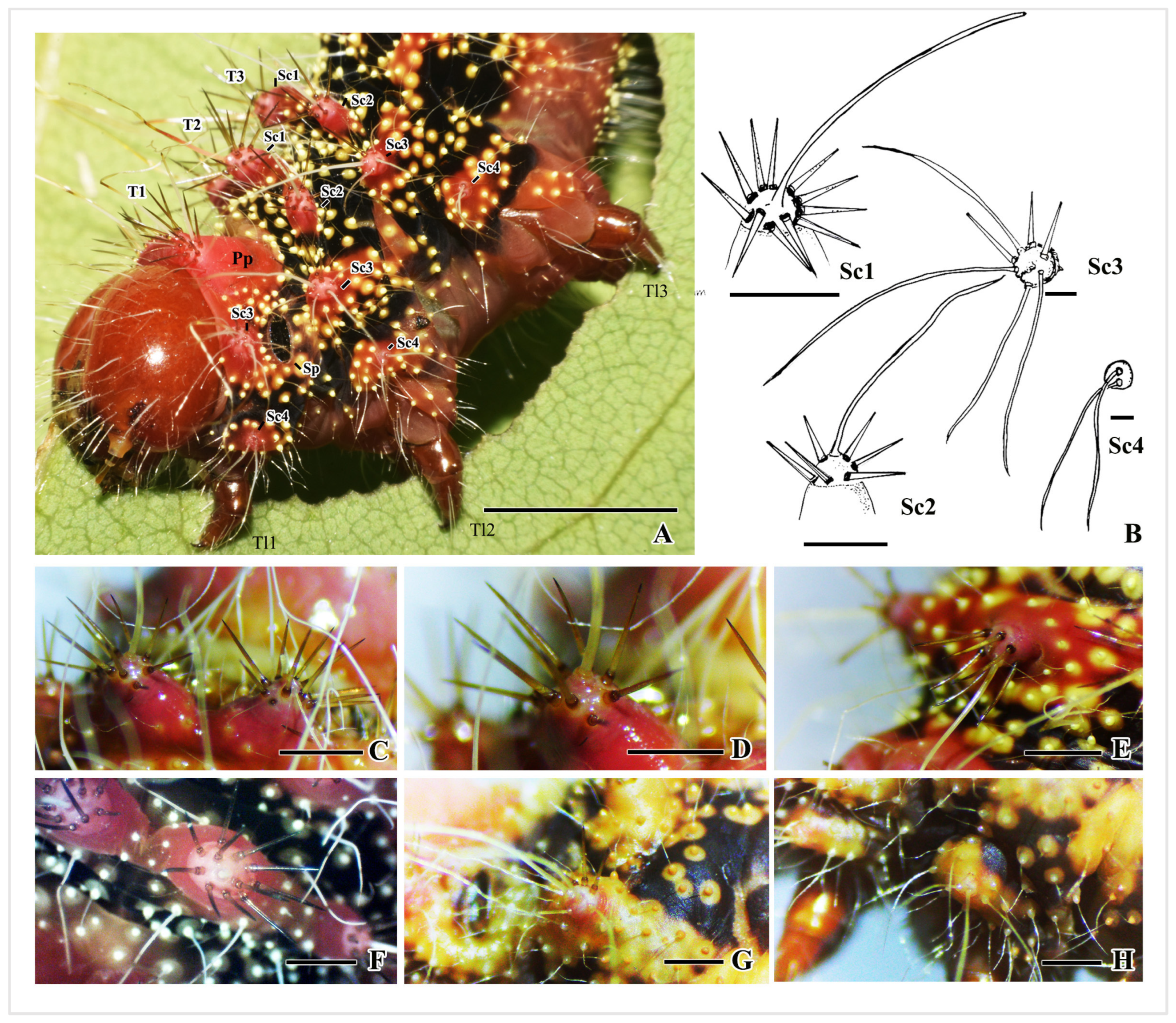 Insects 16 00105 g006 Insects 16 00105 g006