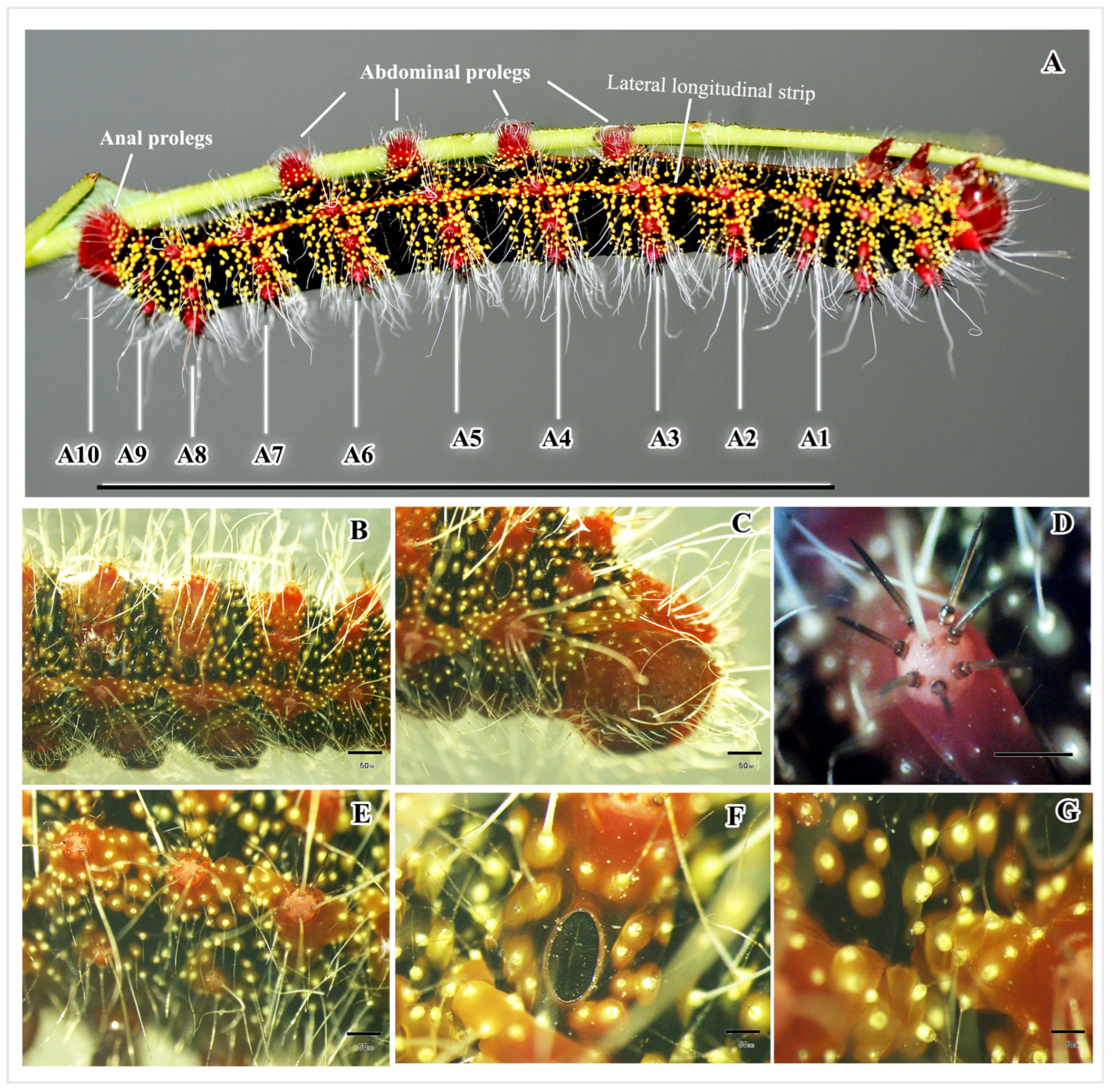Insects 16 00105 g007 Insects 16 00105 g007