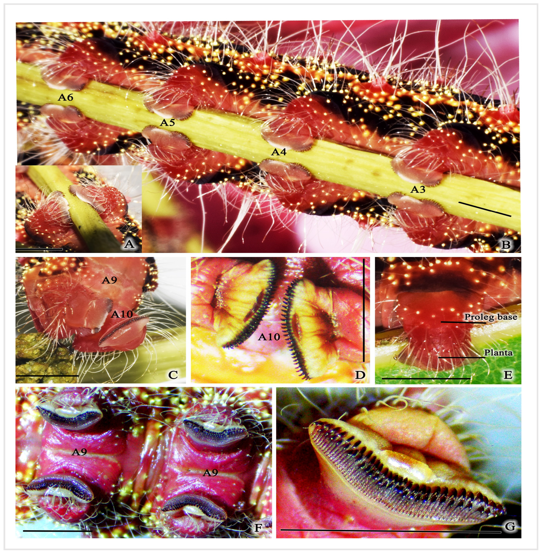Insects 16 00105 g008 Insects 16 00105 g008