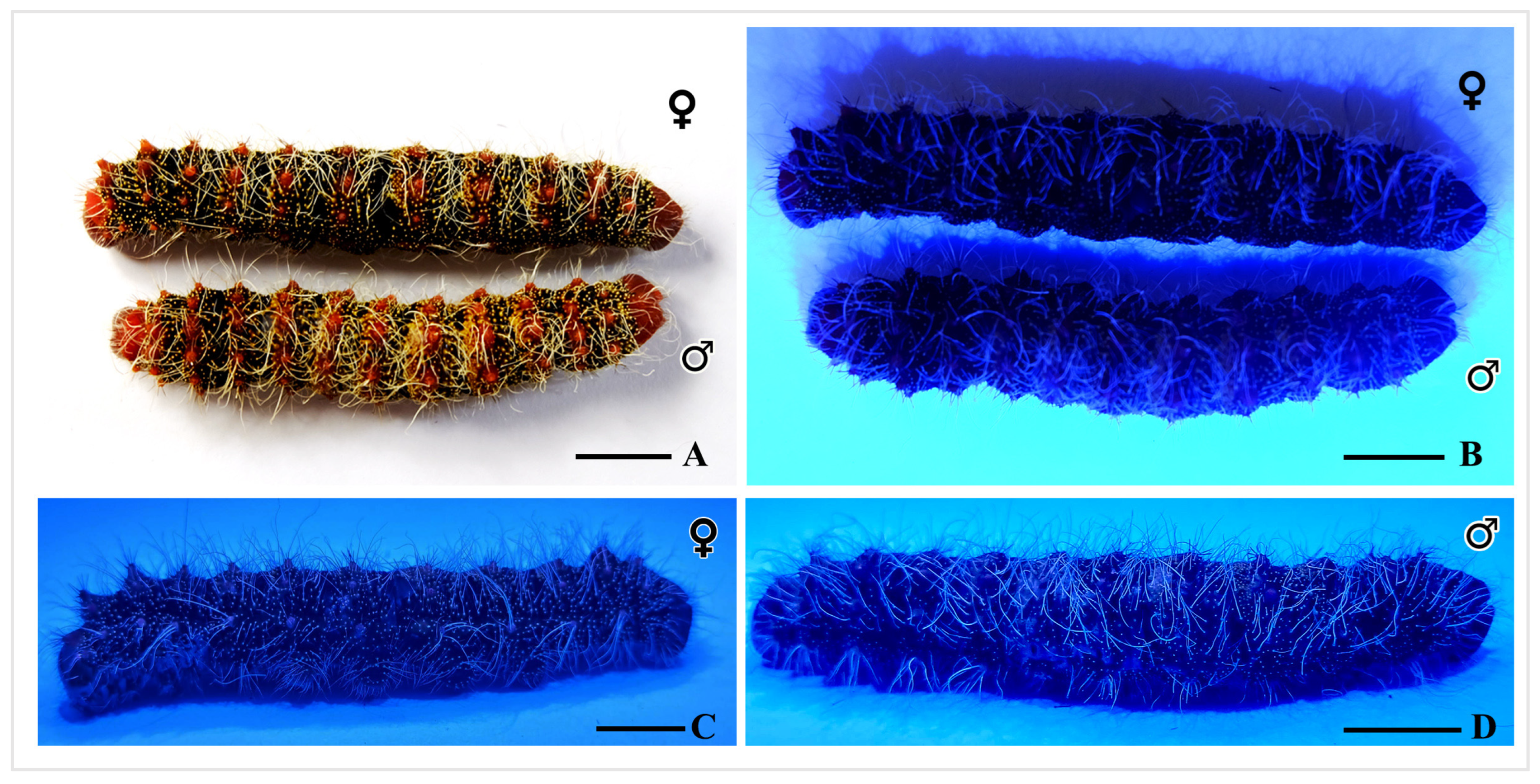 Insects 16 00105 g009 Insects 16 00105 g009
