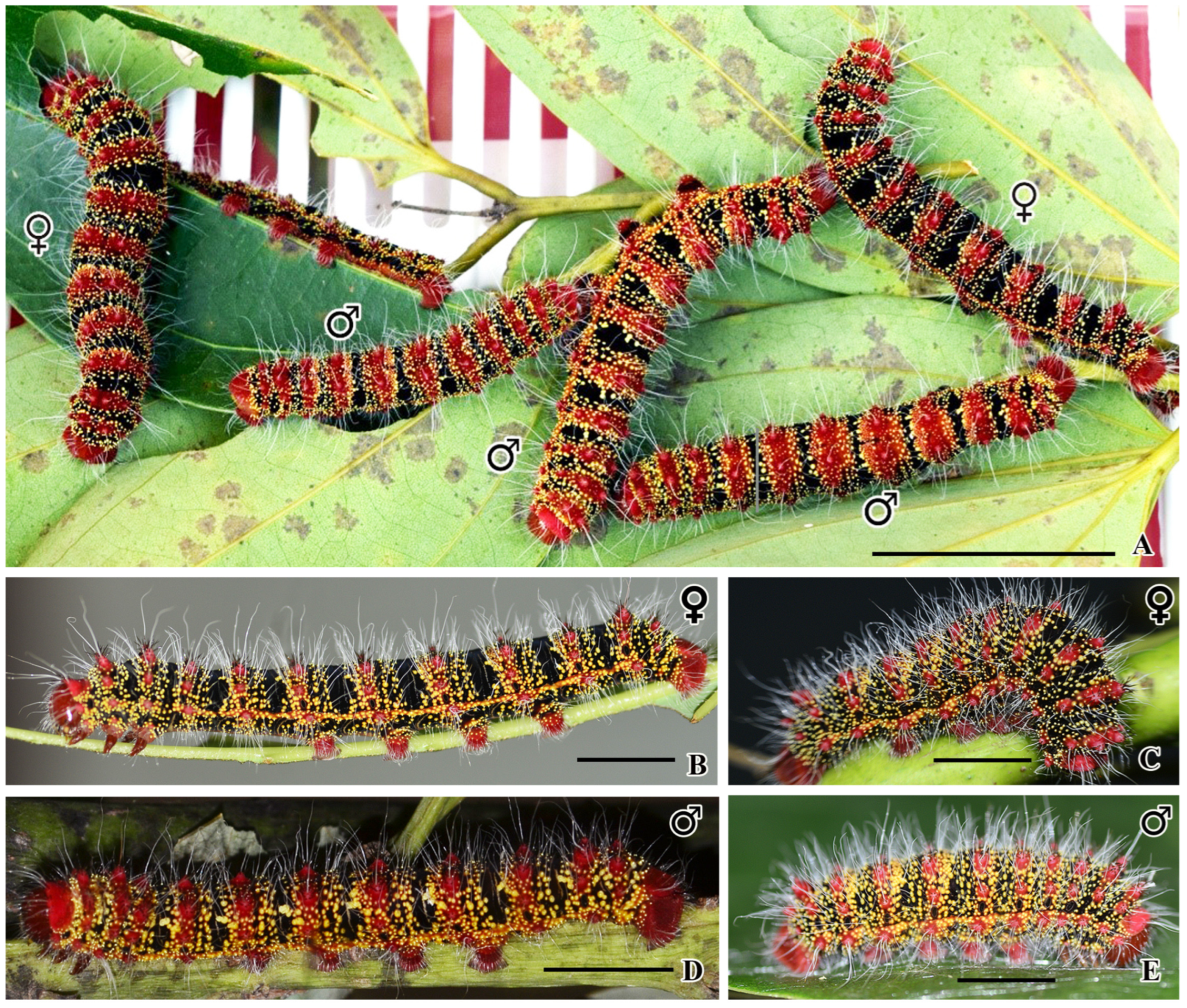 Insects 16 00105 g010 Insects 16 00105 g010