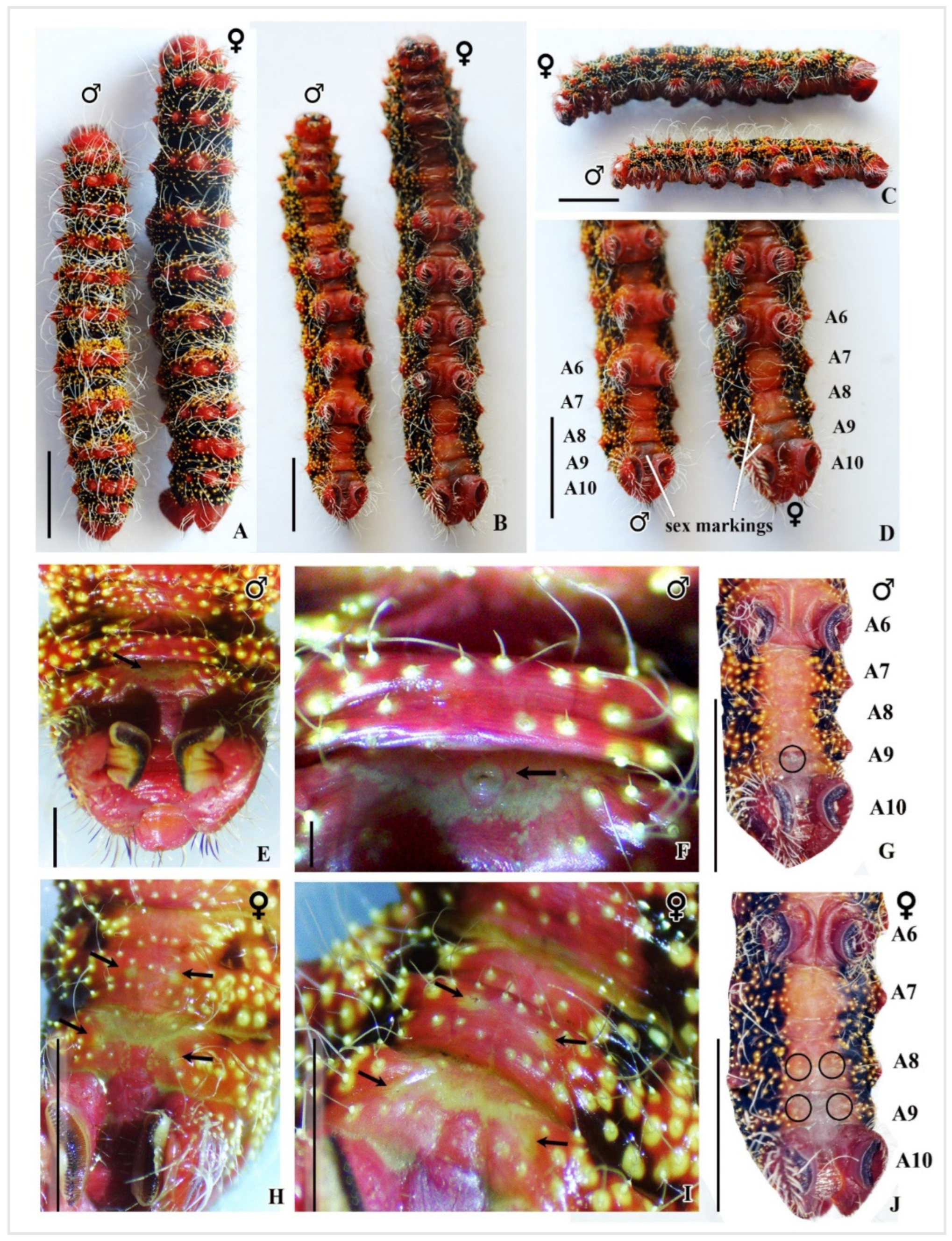 Insects 16 00105 g011 Insects 16 00105 g011