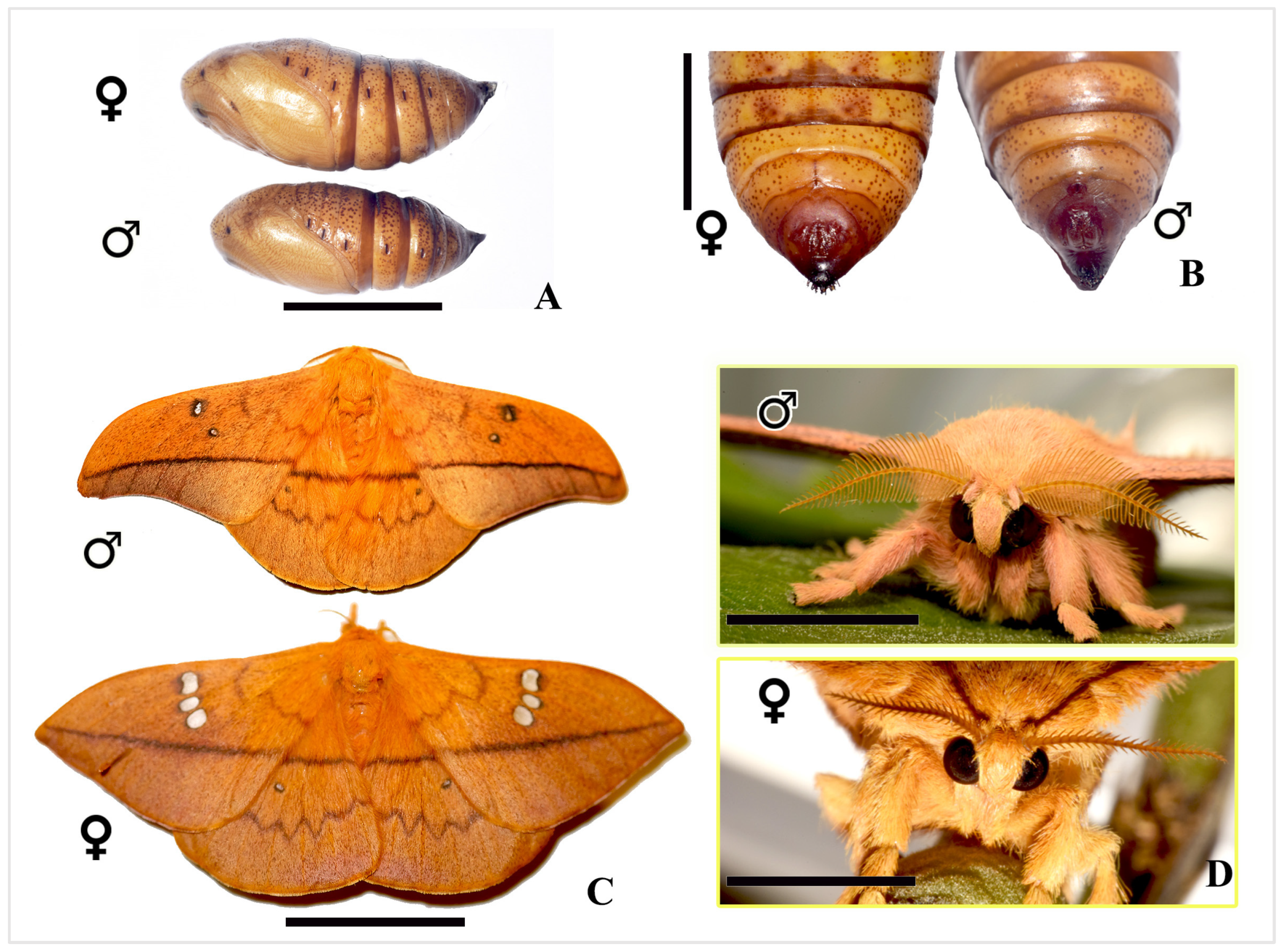 Insects 16 00105 g012 Insects 16 00105 g012