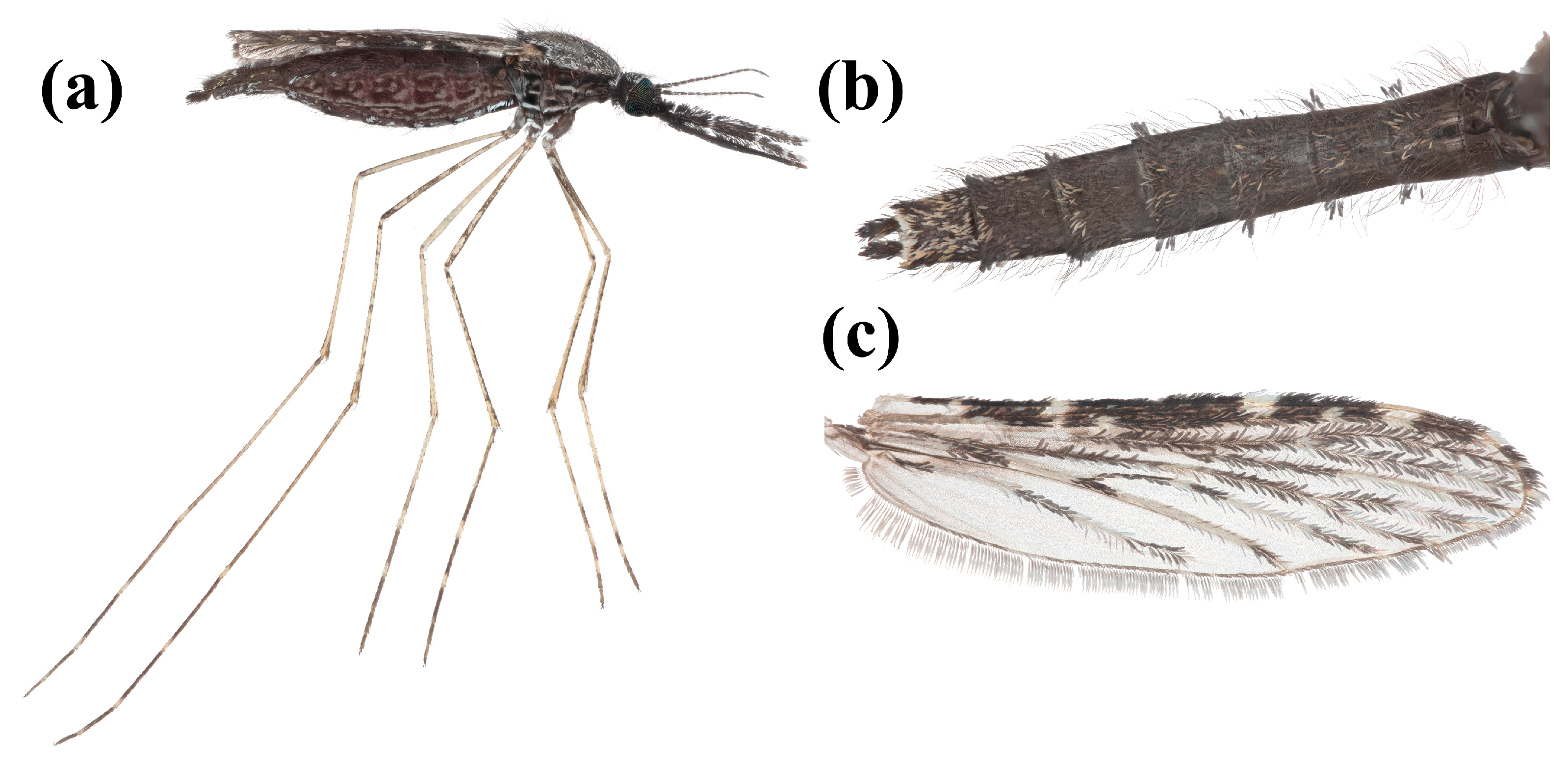 Insects 16 00110 g002 Insects 16 00110 g002