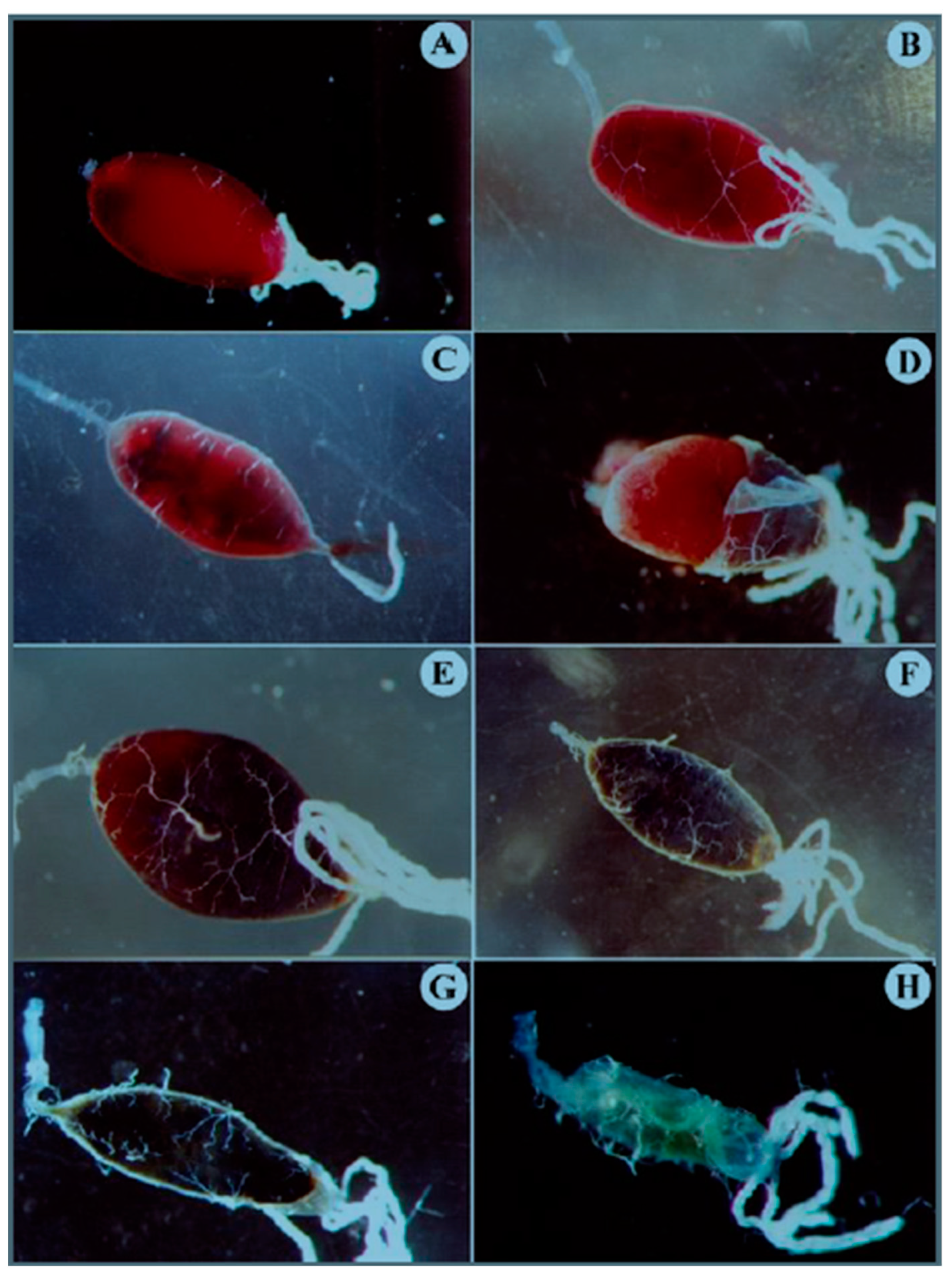 Insects 16 00116 g001