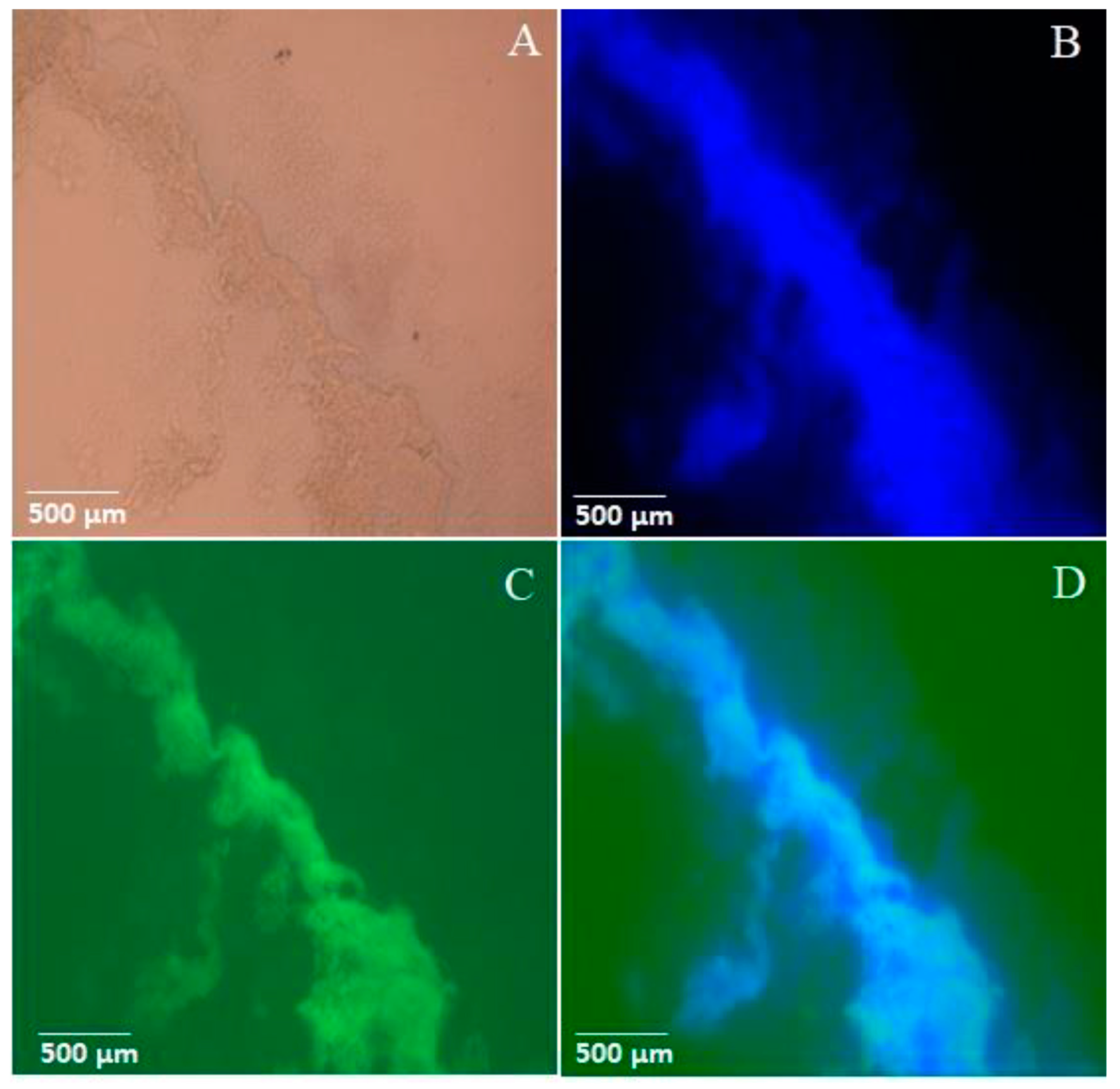 Insects 16 00116 g005