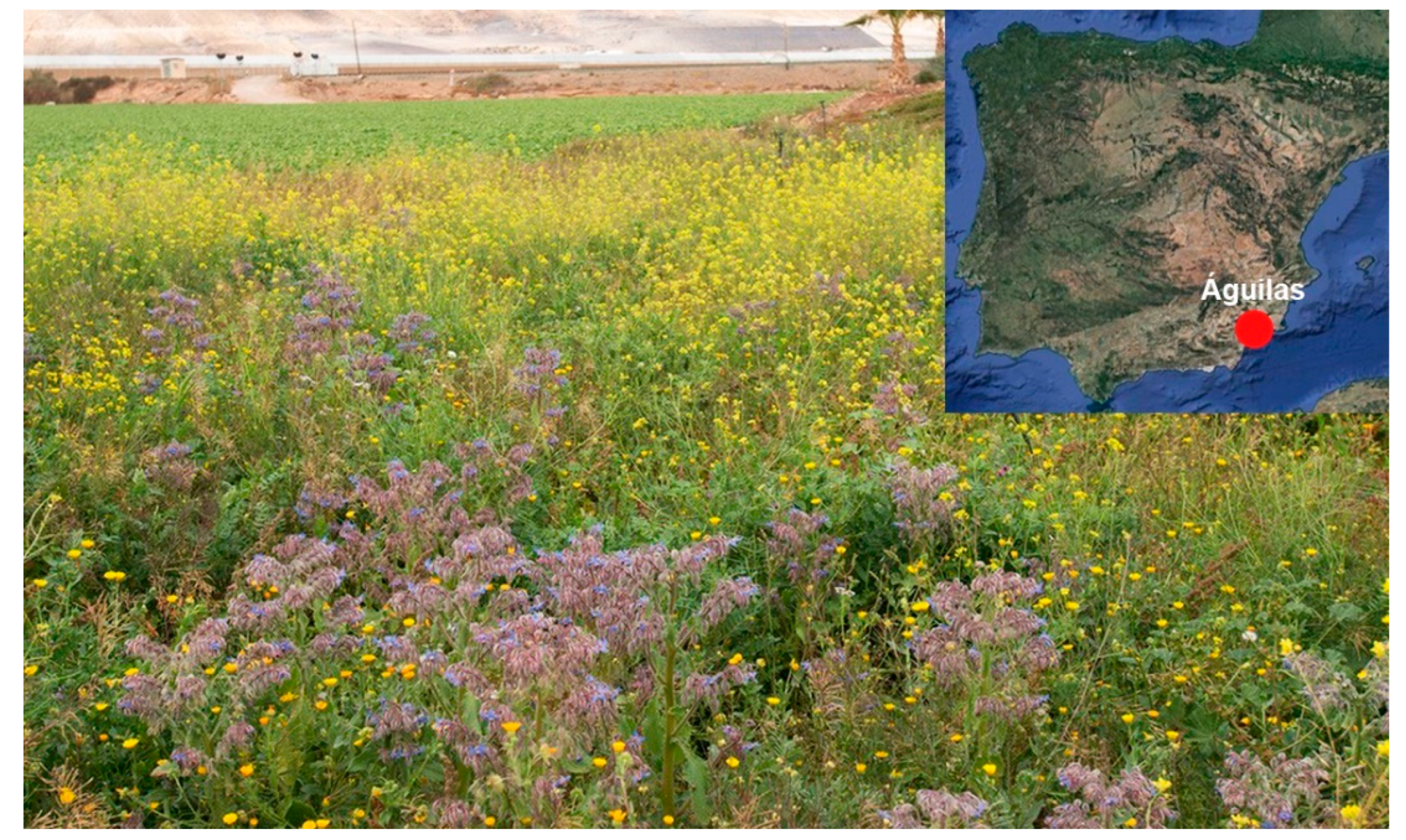 Insects 16 00118 g001