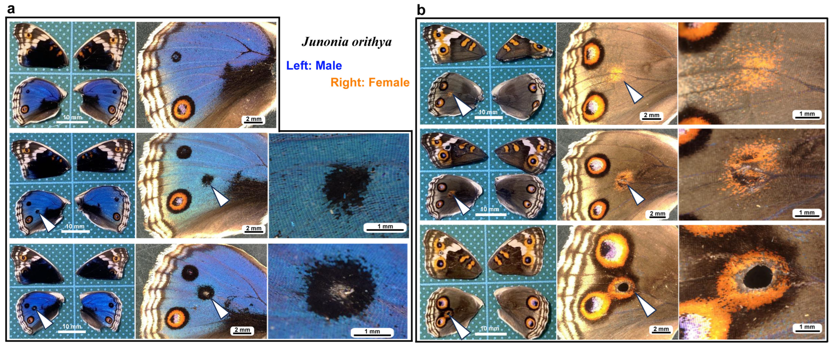 Insects 16 00124 g001 Insects 16 00124 g001