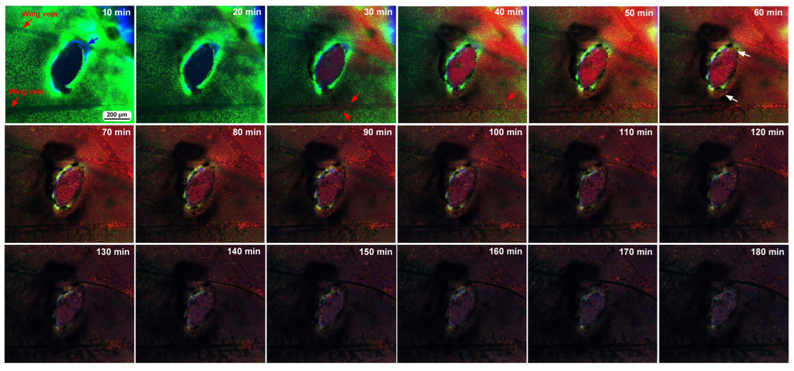 Insects 16 00124 g008 Insects 16 00124 g008