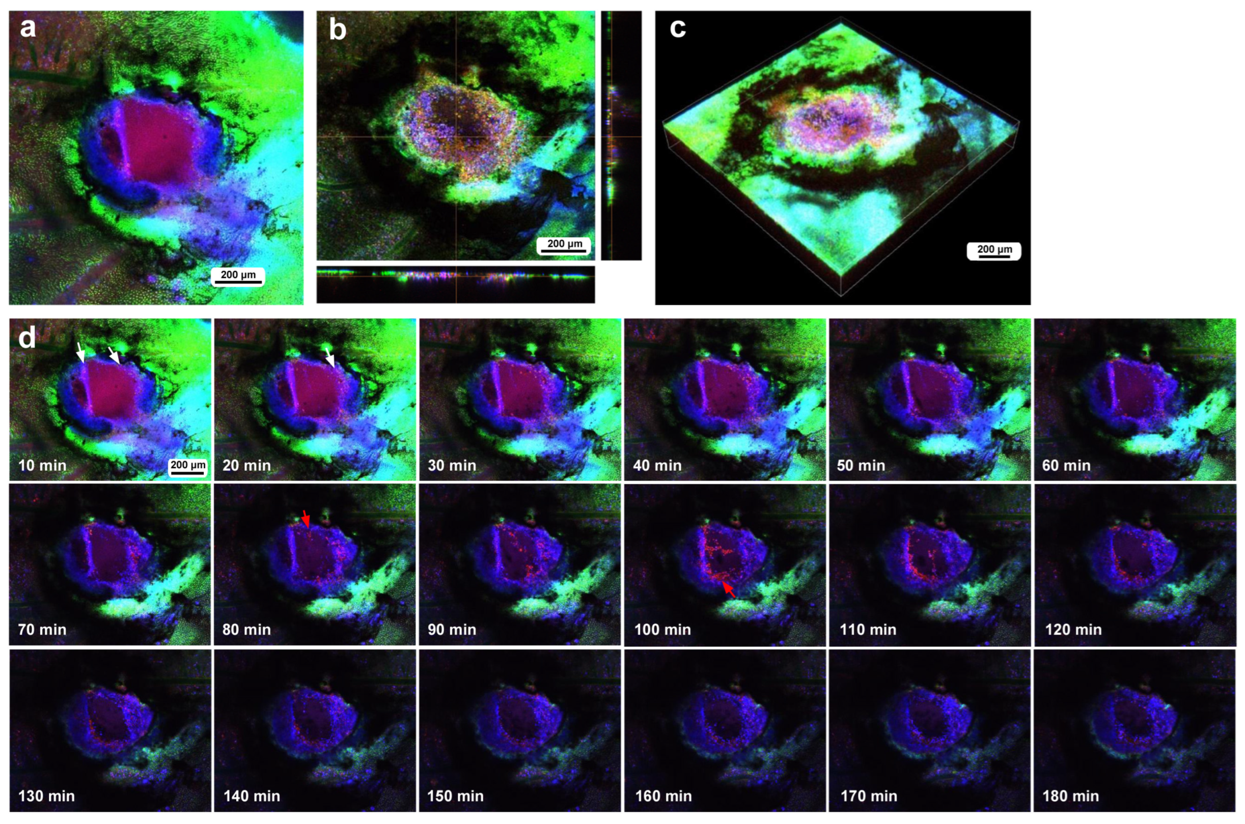 Insects 16 00124 g011 Insects 16 00124 g011