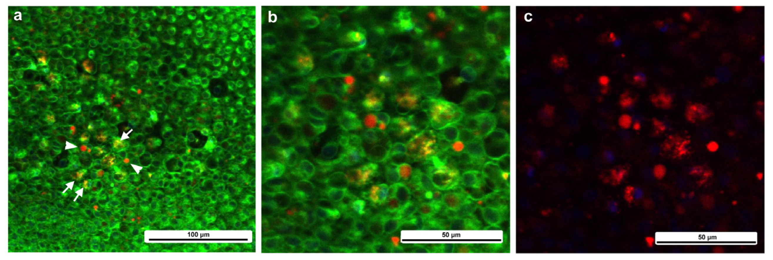 Insects 16 00124 g016 Insects 16 00124 g016