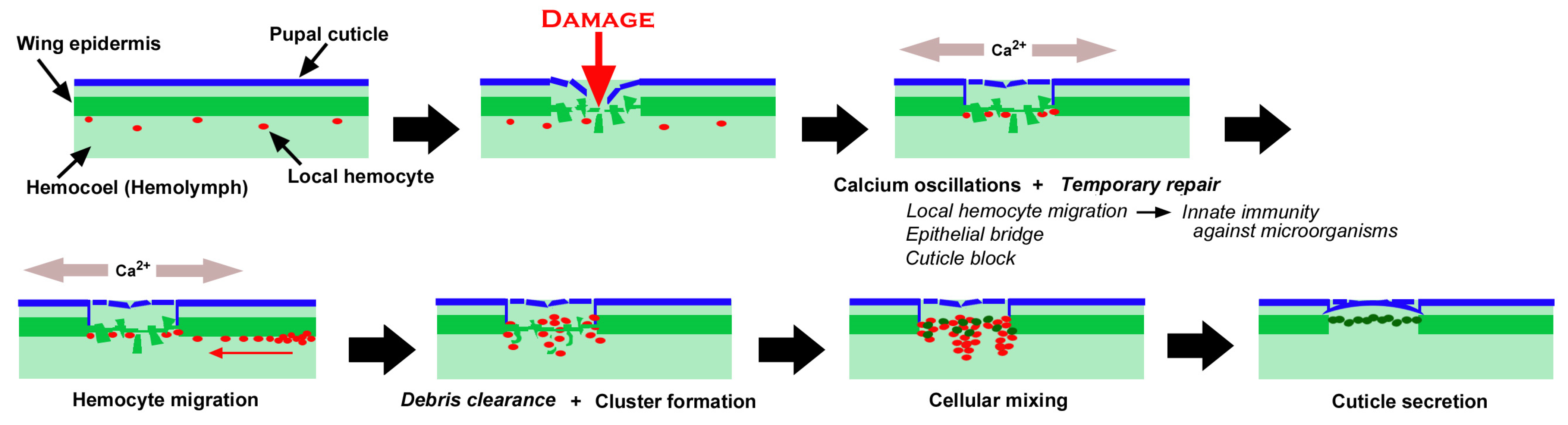 Insects 16 00124 g020 Insects 16 00124 g020