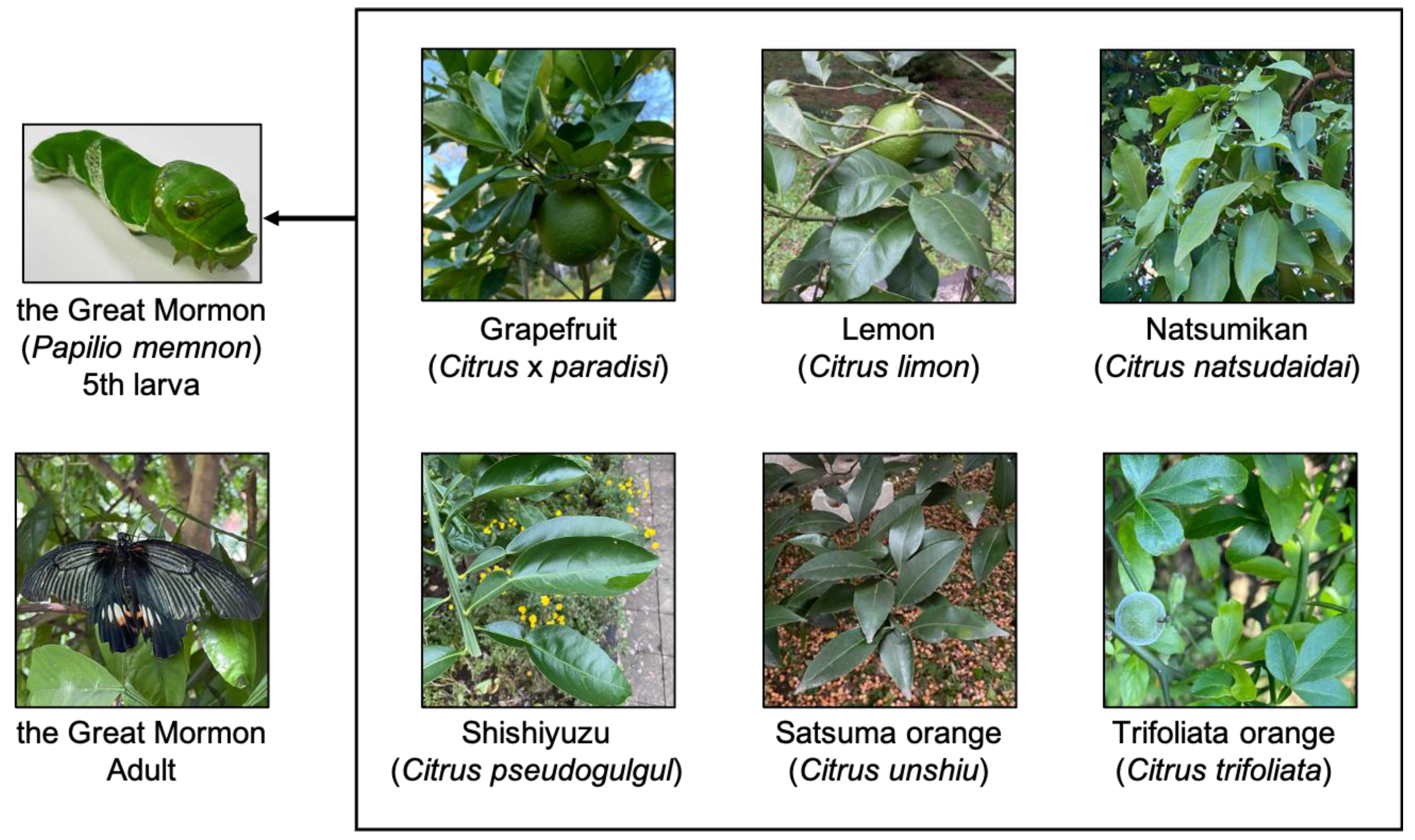 Insects 16 00159 g001 Insects 16 00159 g001