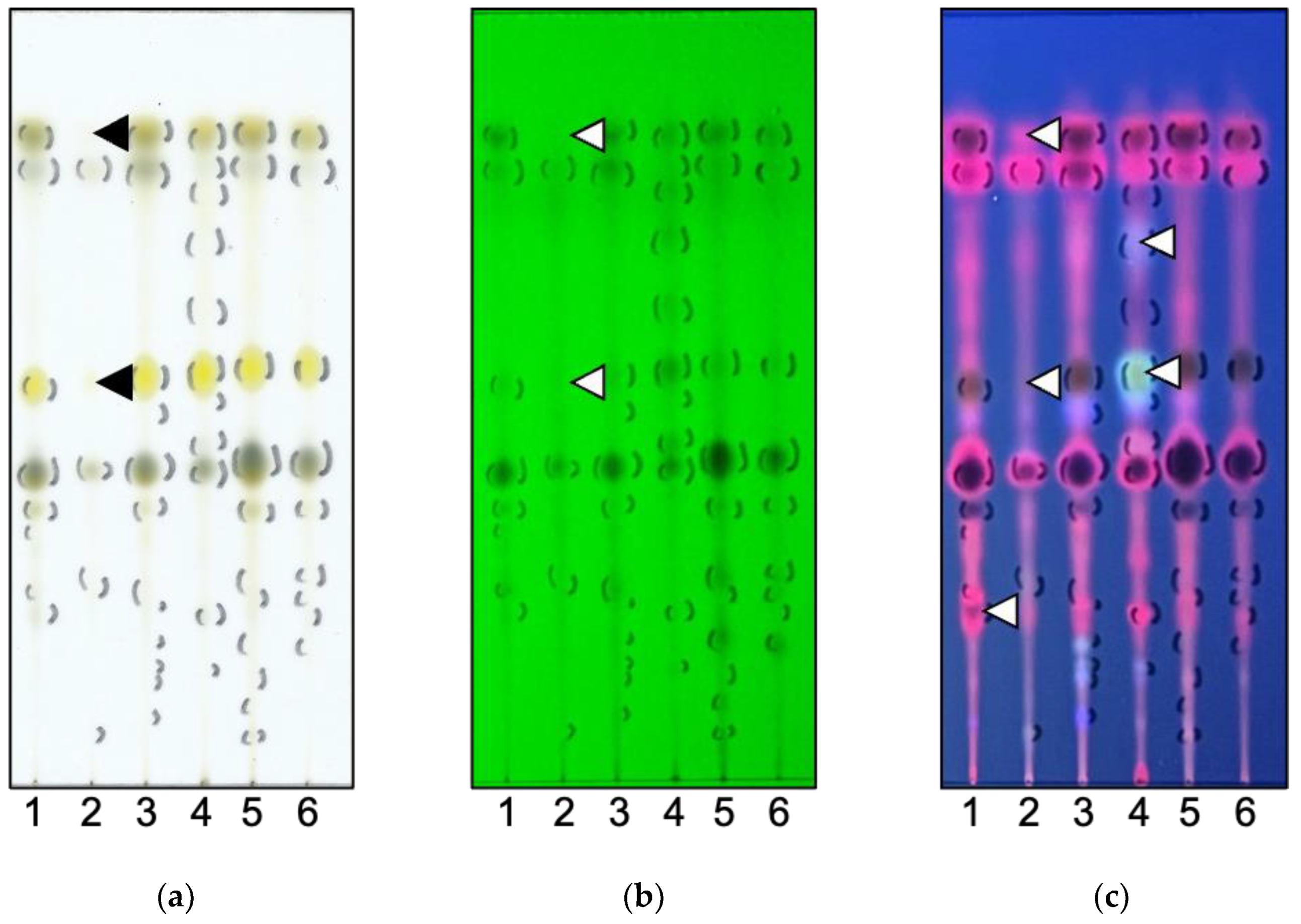 Insects 16 00159 g004 Insects 16 00159 g004
