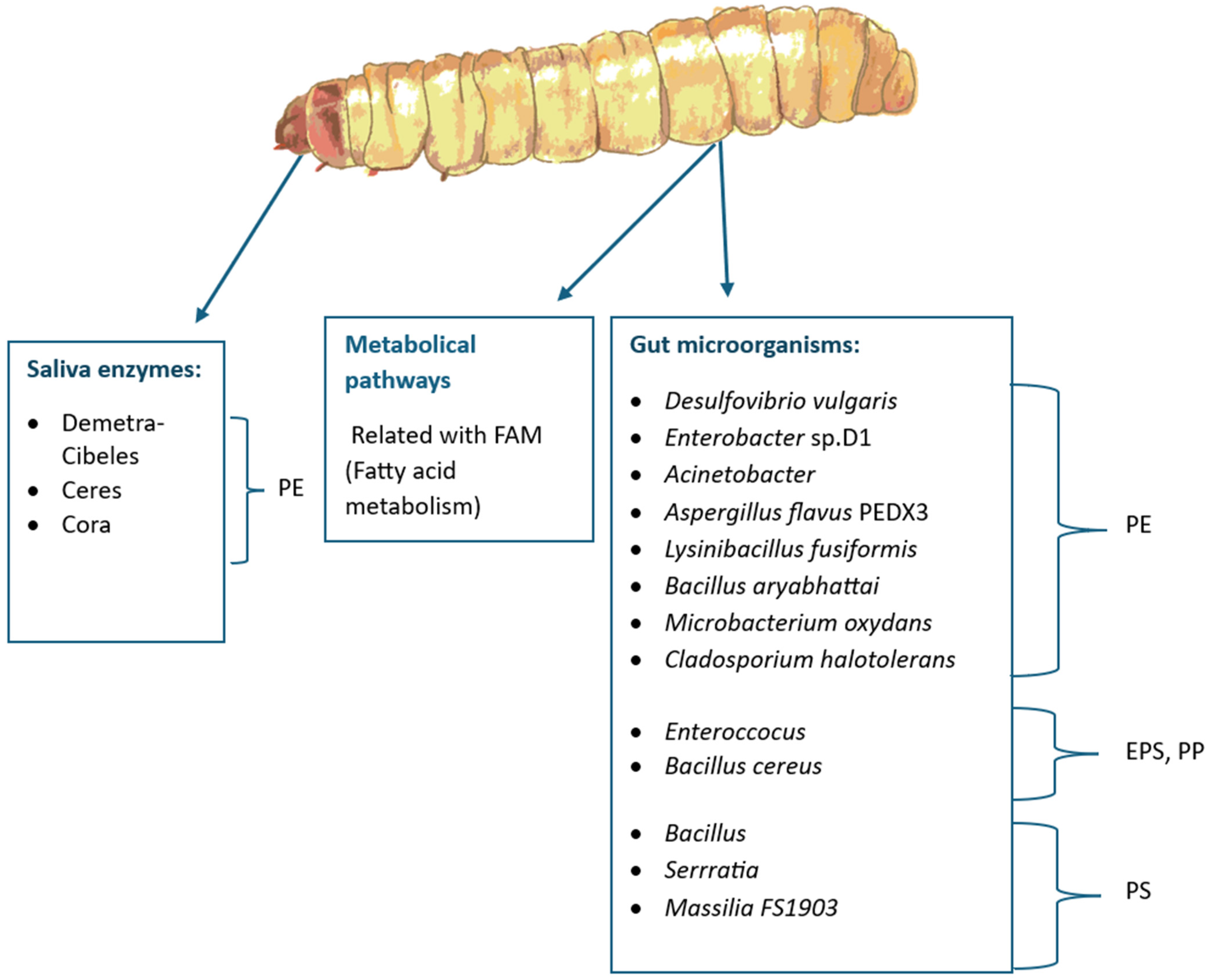 Insects 16 00165 g006 Insects 16 00165 g006