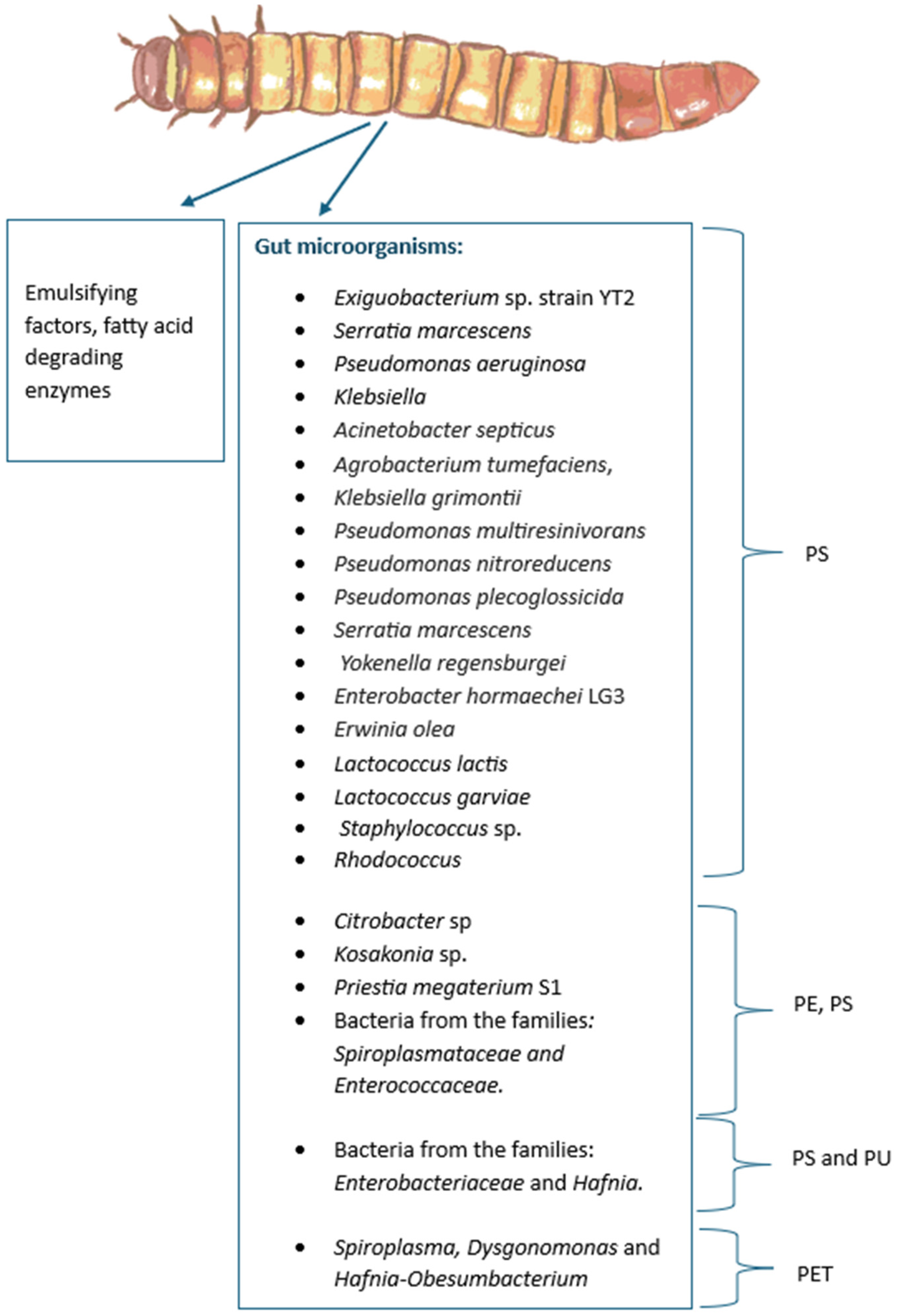 Insects 16 00165 g010 Insects 16 00165 g010