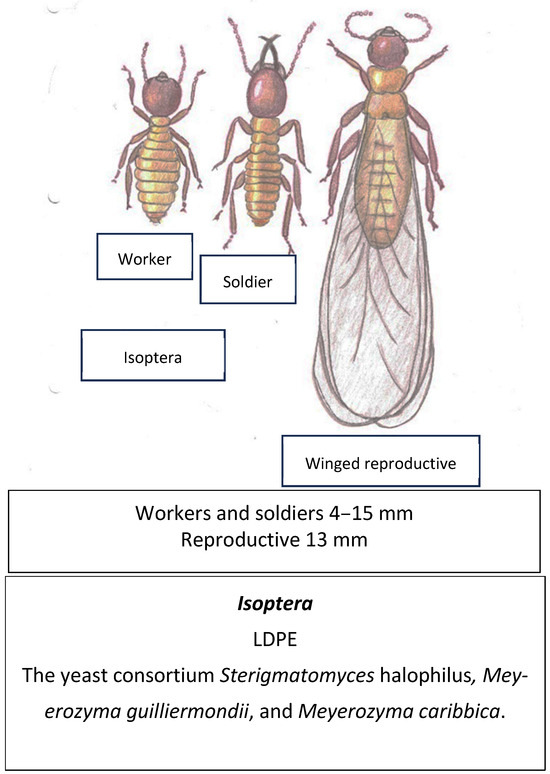 Using Insect Larvae and Their Microbiota for Plastic Degradation