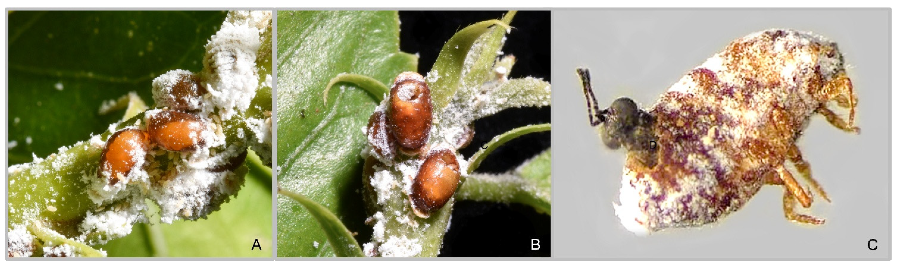 Insects 16 00169 g001