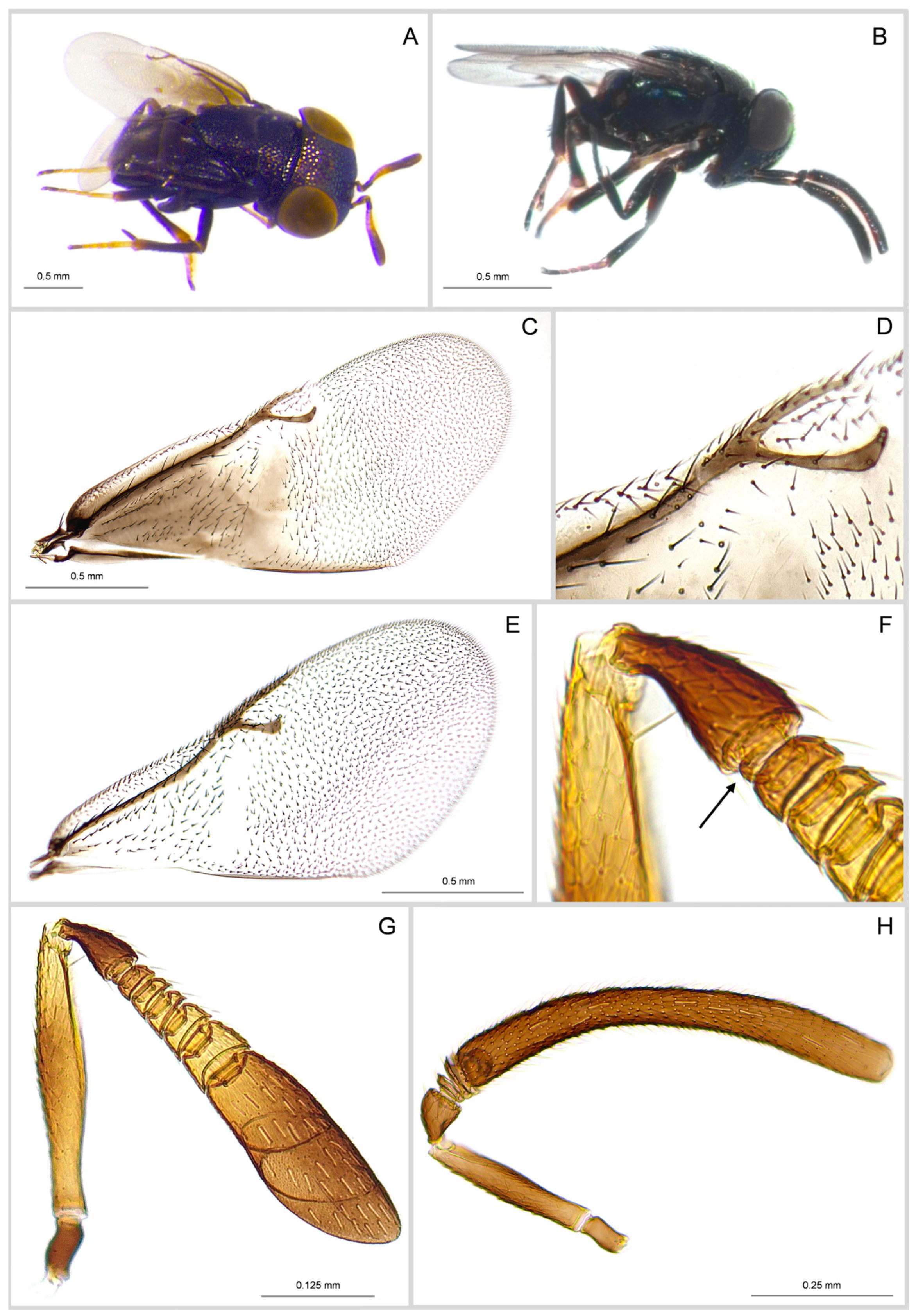 Insects 16 00169 g002