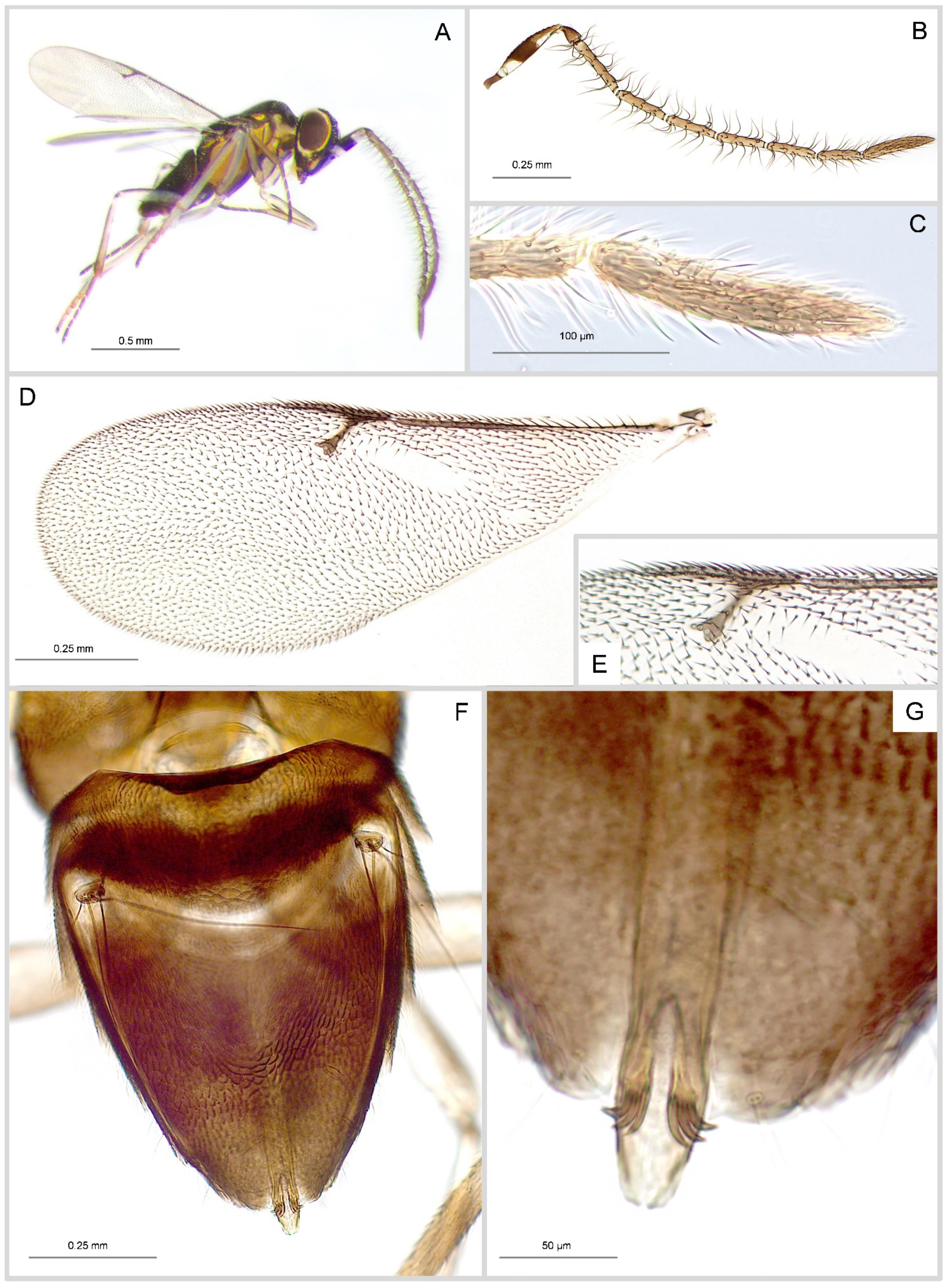 Insects 16 00169 g004