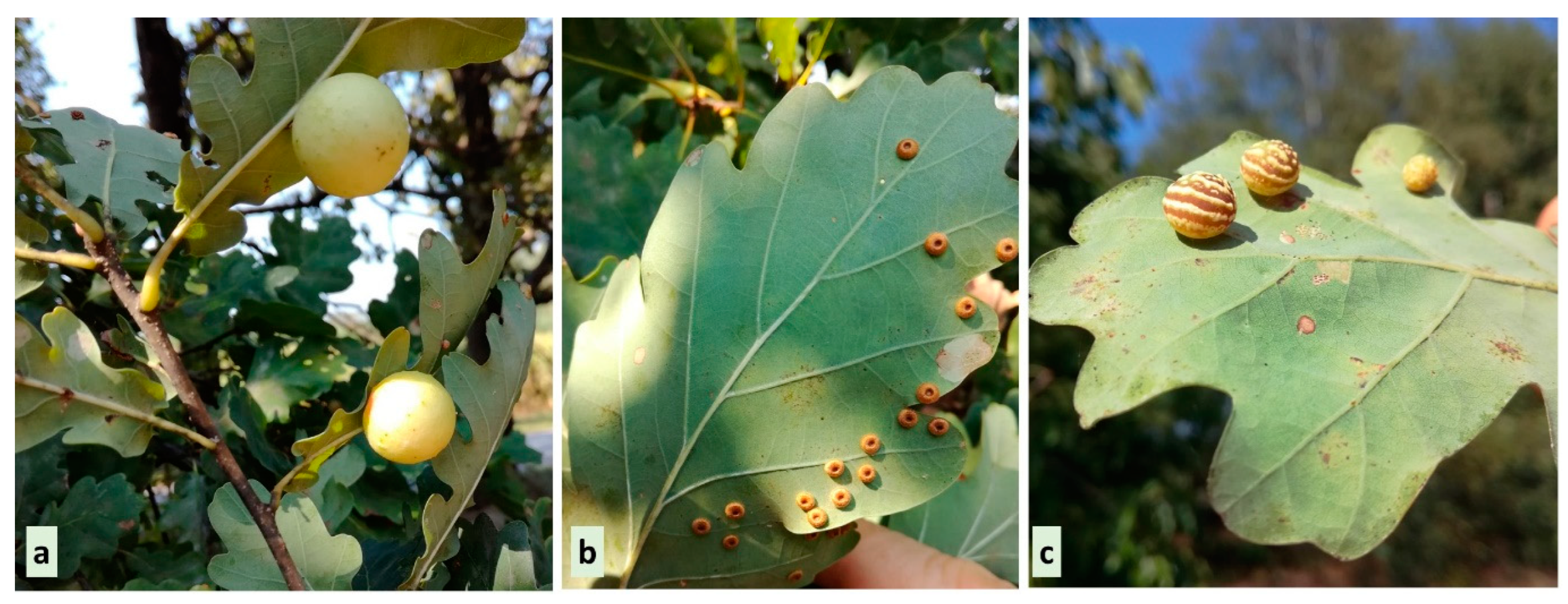 Insects 16 00173 g001