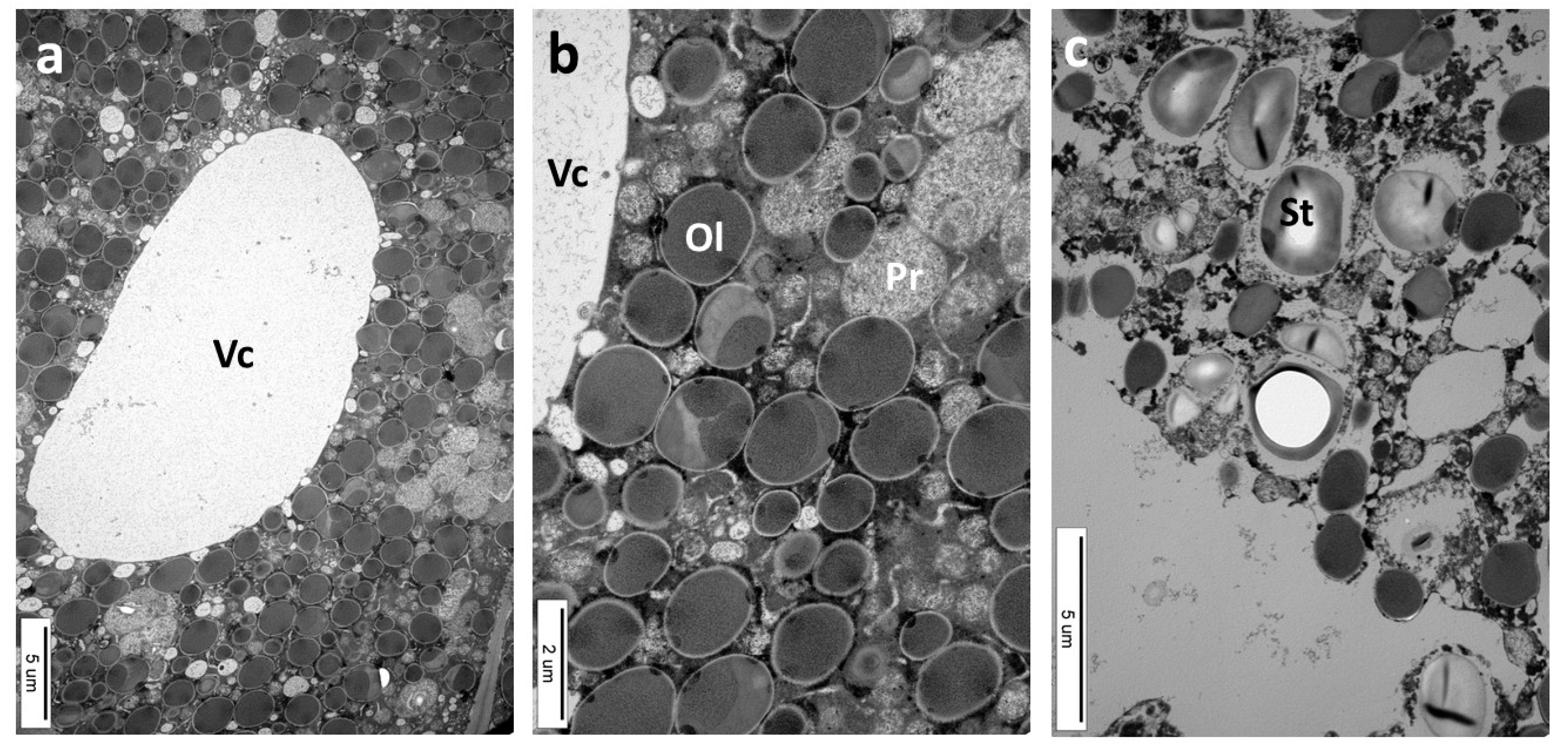 Insects 16 00173 g011