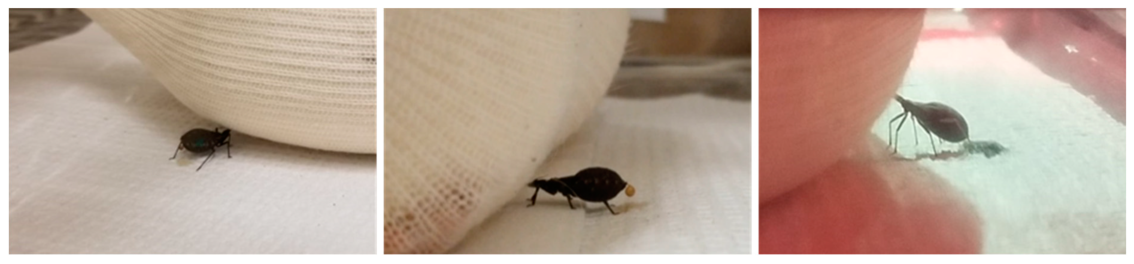 Insects 16 00188 g004 Insects 16 00188 g004