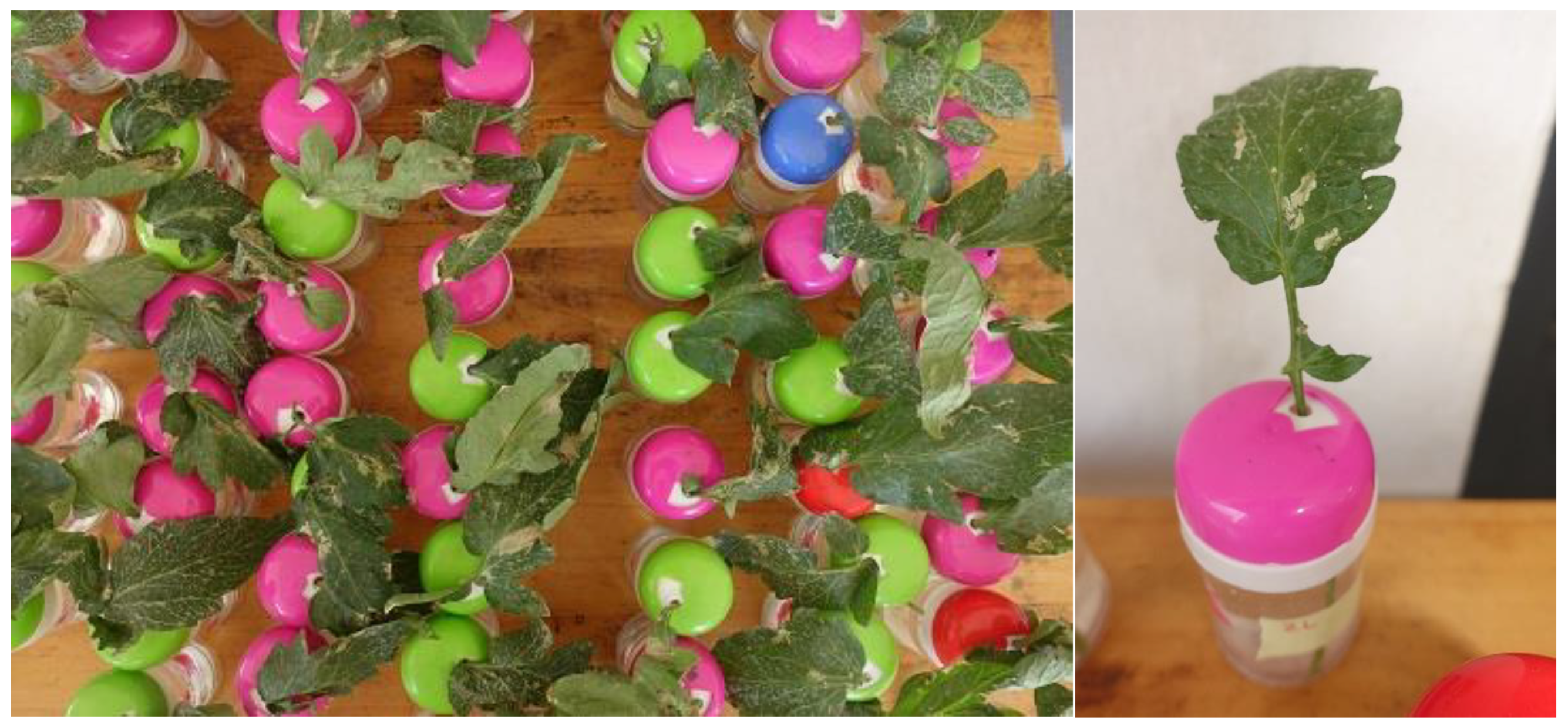 Insects 16 00189 g001